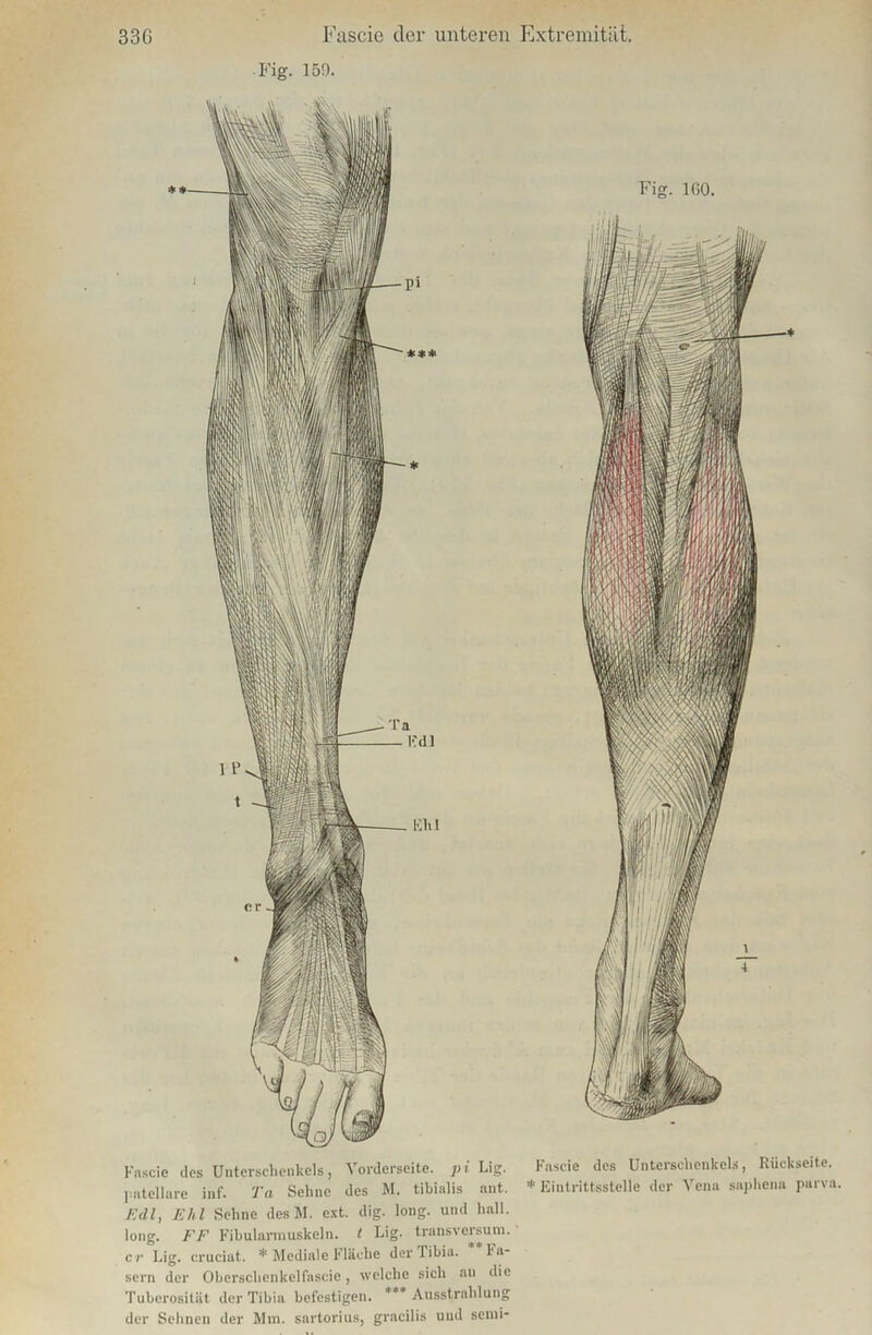 Fig. 150. Fascie des Unterschenkels, Vorderseite, pi Lig. Fascie des Unterschenkels, Rückseite. patellare inf. Ta Sehne des M. tibialis ant. * Eintrittsstelle der Vena saphena parva. Fell, Ehl Sehne desM. ext. dig. long. und hall. long. FF Fibularmuskeln. t Lig. transversum. er Lig. cruciat. * Mediale Fläche der Tibia. l'a- sern der Oberschenkelfascie, welche sich an die Tuberosität der Tibia befestigen. *** Ausstrahlung der Sehnen der Mm. sartorius, gracilis und semi-