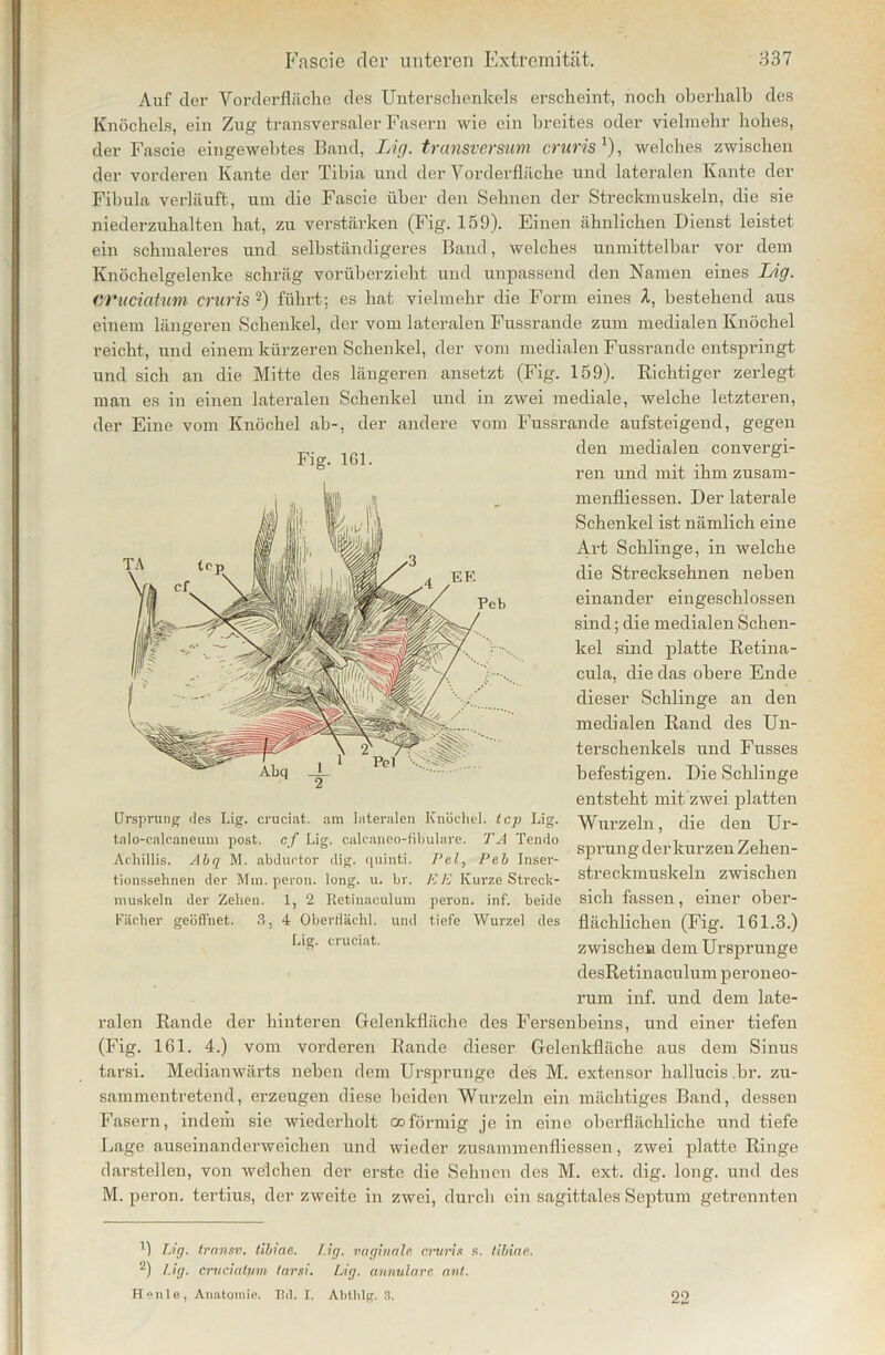 Auf der Vorderfläche des Unterschenkels erscheint, noch oberhalb des Knöchels, ein Zug transversaler Fasern wie ein breites oder vielmehr hohes, der Fascie eingewebtes Band, Lig. transversum crur-is '), welches zwischen der vorderen Kante der Tibia und der Vorderfläche und lateralen Kante der Fibula verläuft, um die Fascie über den Sehnen der Streckmuskeln, die sie niederzuhalten hat, zu verstärken (Fig. 159). Einen ähnlichen Dienst leistet ein schmaleres und selbständigeres Band, welches unmittelbar vor dem Knöchelgelenke schräg vorüberzieht und unpassend den Namen eines Lig. CVuciatum cruris * 2) führt; es hat vielmehr die Form eines A, bestehend aus einem längeren Schenkel, der vom lateralen Fussrande zum medialen Knöchel reicht, und einem kürzeren Schenkel, der vom medialen Fussrande entspringt und sich an die Mitte des längeren ansetzt (Fig. 159). Richtiger zerlegt man es in einen lateralen Schenkel und in zwei mediale, welche letzteren, der Eine vom Knöchel ab-, der andere vom Fussrande aufsteigend, gegen den medialen convergi- Fig. 161. , ., ., ren und mit ihm Zusam- menflüssen. Der laterale Schenkel ist nämlich eine Art Schlinge, in welche die Strecksehnen neben einander eiugeschlossen sind; die medialen Schen- kel sind platte Retina- cula, die das obere Ende dieser Schlinge an den medialen Rand des Un- terschenkels und Fusses befestigen. Die Schlinge entsteht mit zwei platten Ursprung des Lig. cruciat. am lateralen Knöchel. I cp Lig. “Wurzeln die den Ur- talo-calcaneum post, cf Lig. calcaneo-filiulare. TA Tenflo , , r, , . ... T, , „ , T sprung der kurzen Zehen- Achilhs. Abq M. abduetor dig. quinti. Pel, Peb Inser- L ° . tionssehnen der Mm. peron. long. u. br. KE Kurze Streck- Streckmuskeln zwischen muskeln der Zehen. 1, 2 Retinaculum peron. inf. beide sich fassen, einer ober- Fiicher geöffnet. 3, 4 Oberfläehl. und tiefe Wurzel des flächlicken (Fig. 161.3.) Lig. cruciat. zwischen dem Ursprünge desRetinaculum peroneo- rum inf. und dem late- ralen Rande der hinteren Gelenkfläche des Fersenbeins, und einer tiefen (Fig. 161. 4.) vom vorderen Rande dieser Gelenkfläche aus dem Sinus tarsi. Medianwärts neben dem Ursprünge des M. extensor liallucis br. zu- sammentretend, erzeugen diese beiden Wurzeln ein mächtiges Band, dessen Fasern, indem sie wiederholt coförmig je in eine oberflächliche und tiefe Lage auseinanderweichen und wieder zusammenfliessen, zwei platte Ringe darstellen, von welchen der erste die Sehnen des M. ext. dig. long. und des M. peron. tertius, der zweite in zwei, durch ein sagittales Septum getrennten B Lig. transv. tibiae. J.ig. vaginale cruris s. tibiae. 2) Lig. cruciatum tarsi. Lig. annulare ant. Heule, Anatomie. Bei. I. Alitlilg. 3. 90