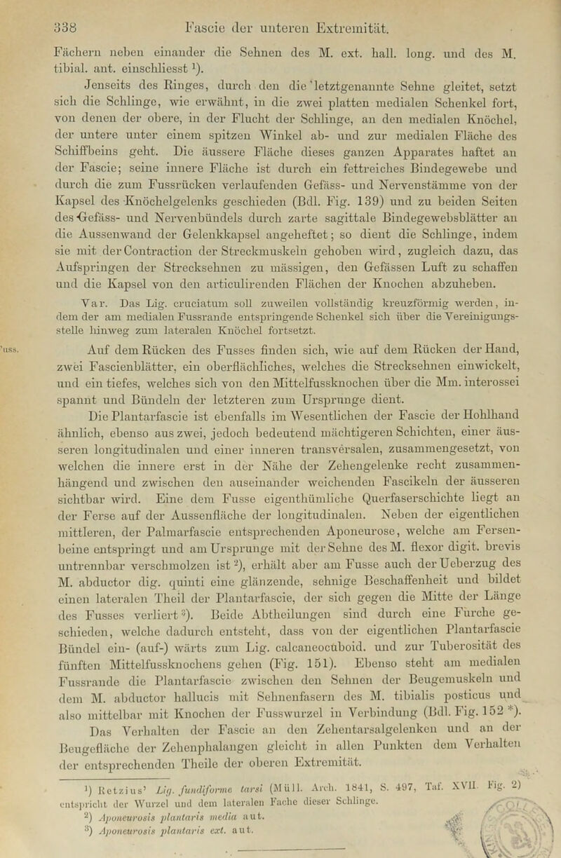 Fächern neben einander die Sehnen des M. ext. hall. long. und des M. tibial. ant. einschliesst:). Jenseits des Ringes, durch den die letztgenannte Sehne gleitet, setzt sich die Schlinge, wie erwähnt, in die zwei platten medialen Schenkel fort, von denen der obere, in der Flucht der Schlinge, an den medialen Knöchel, der untere unter einem spitzen Winkel ab- und zur medialen Fläche des Schiffbeins geht. Die äussere Fläche dieses ganzen Apparates haftet an der Faseie; seine innere Fläche ist durch ein fettreiches Bindegewebe und durch die zum Fussrücken verlaufenden Gefäss- und Nervenstämme von der Kapsel des Knöchelgelenks geschieden (Bdl. Fig. 139) und zu beiden Seiten des-Gefäss- und Nervenbündels durch zarte sagittale Bindegewebsblätter an die Aussen wand der Gelenkkapsel angeheftet; so dient die Schlinge, indem sie mit der Contraction der Streckmuskeln gehoben wird, zugleich dazu, das Aufspringen der Strecksehnen zu mässigen, den Gefässen Luft zu schaffen und die Kapsel von den articulirenden Flächen der Knochen abzuheben. Y a r. Das Lig. cruciatum soll zuweilen vollständig kreuzförmig werden, in- dem der am medialen Fussrande entspringende Schenkel sich über die Vereinigungs- stelle lnnweg zum lateralen Knöchel fortsetzt. 'iss. Auf dem Rücken des Fusses finden sich, wie auf dem Rücken der Hand, zwei Fascienblätter, ein oberflächliches, welches die Strecksehnen einwickelt, und ein tiefes, welches sich von den Mittelfussknochen über die Mm. interossei spannt und Bündeln der letzteren zum Ursprünge dient. Die Plantarfascie ist ebenfalls im Wesentlichen der Faseie der Hohlhand ähnlich, ebenso aus zwei, jedoch bedeutend mächtigeren Schichten, einer äus- seren longitudinalen und einer inneren transversalen, zusammengesetzt, von welchen die innere erst in der Nähe der Zehengelenke recht zusammen- hängend und zwischen den auseinander weichenden Fascikeln der äusseren sichtbar wird. Eine dem Fusse eigenthümliche Querfaserschichte liegt an der Ferse auf der Aussenfläche der longitudinalen. Neben der eigentlichen mittleren, der Palmarfascie entsprechenden Aponeurose, welche am Fersen- beine entspringt und am Ursprünge mit der Sehne desM. flexor digit. brevis untrennbar verschmolzen ist2), erhält aber am Fusse auch derUeberzug des M. abductor dig. quinti eine glänzende, sehnige Beschaffenheit und bildet einen lateralen Theil der Plantarfascie, der sich gegen die Mitte der Länge des Fusses verliert 3). Beide Abtheilungen sind durch eine Furche ge- schieden, welche dadurch entsteht, dass von der eigentlichen Plantarfascie Bündel ein- (auf-) wärts zum Lig. calcaneocuboid. und zur Tuberosität des fünften Mittelfussknochens gehen (Fig. 151). Ebenso steht am medialen Fussrande die Plantarfascie zwischen den Sehnen der Beugemuskeln und dem M. abductor hallucis mit Sehnenfasern des M. tibialis posticus und also mittelbar mit Knochen der Fusswurzel in Verbindung (Bdl. Fig. 152 :). Das Verhalten der Faseie an den Zehentarsalgelenken und an der Beugefläche der Zehenphalangen gleicht in allen Punkten dem Verhalten der entsprechenden Theile der oberen Extremität. J) Retzius’ Li ff. fundiforme tarsi (Müll. Ai-eh. 1841, S. 497, Tat. XVII Hg- -) entspricht der Wurzel und dem lateralen 1-uche dieser Schlinge. ■ 2) Apuneurosis plantaris media aut. :i) Aponeurosis plantaris ext. aut.