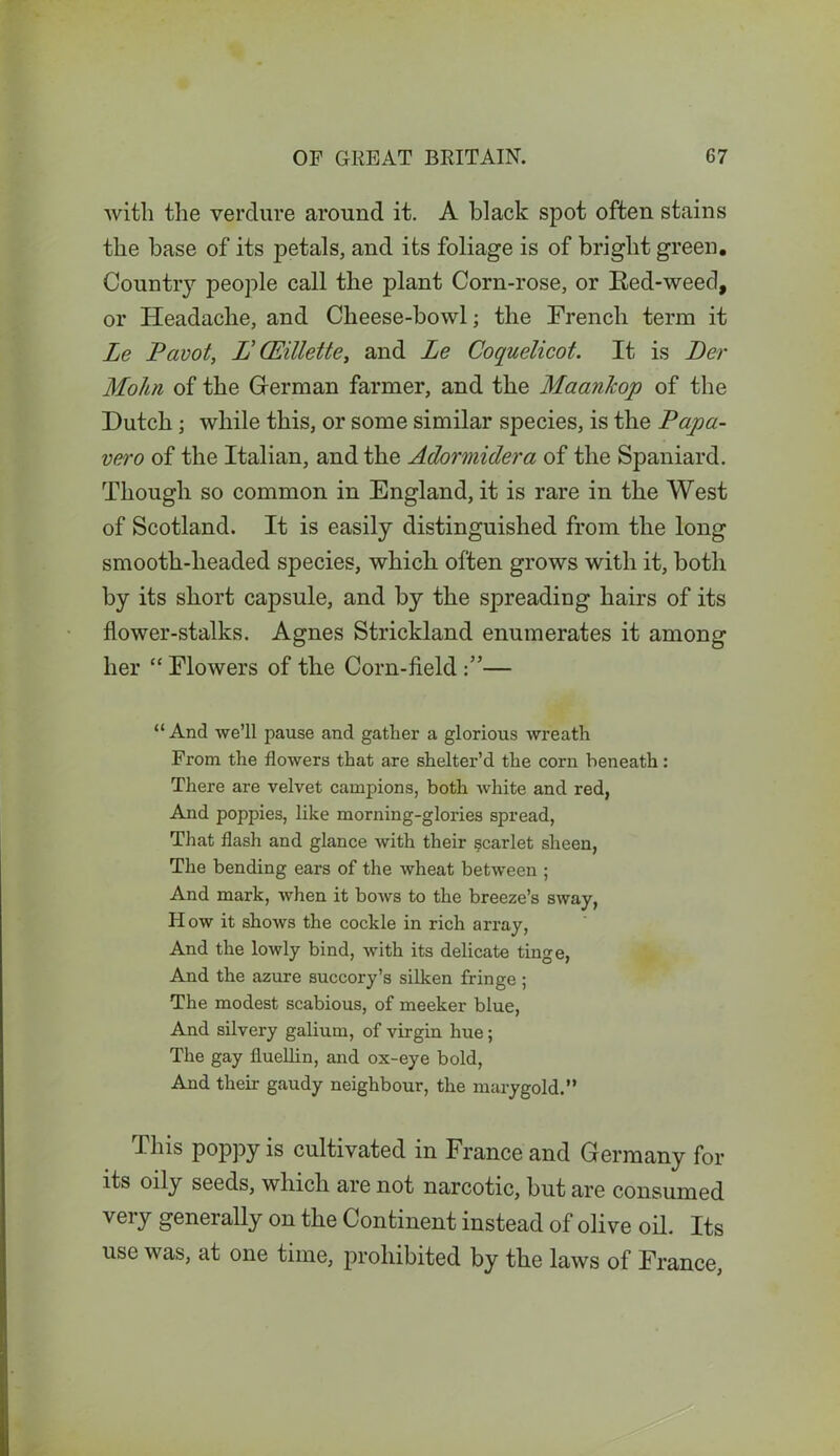 with the verdure around it. A black spot often stains the base of its jDetals, and its foliage is of bright green. Country people call the plant Corn-rose, or Red-weed, or Headache, and Cheese-bowl; the French term it Le Pavot, IJ CEillette, and Le Coquelicot. It is Per Molui of the Herman farmer, and the Maankop of the Dutch ; while this, or some similar species, is the Papa- vero of the Italian, and the Adormidera of the Spaniard. Though so common in England, it is rare in the West of Scotland. It is easily distinguished from the long smooth-headed species, which often grows with it, both by its short capsule, and by the spreading hairs of its flower-stalks. Agnes Strickland enumerates it among her “ Flowers of the Corn-field ”— “ And we’ll pause and gather a glorious wreath From the flowers that are shelter’d the corn beneath: There are velvet campions, both white and red, And poppies, like morning-glories spread, That flash and glance with their scarlet sheen, The bending ears of the wheat between ; And mark, when it bows to the breeze’s sway, How it shows the cockle in rich array, And the lowly bind, with its delicate tinge, And the azure succory’s silken fringe ; The modest scabious, of meeker blue, And silvery galium, of virgin hue; The gay fluellin, and ox-eye bold, And their gaudy neighbour, the marygold.” This poppy is cultivated in France and Germany for its oily seeds, which are not narcotic, but are consumed very generally on the Continent instead of olive oil. Its use was, at one time, prohibited by the laws of France,