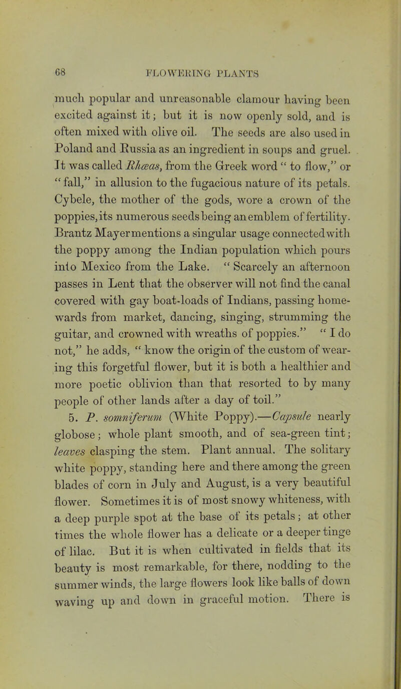much popular and unreasonable clamour having been excited against it; but it is now openly sold, and is often mixed with olive oil. The seeds are also used in Poland and Bussiaas an ingredient in soups and gruel. It was called Rhceas, from the Greek word “ to flow,” or “ fall,” in allusion to the fugacious nature of its petals. Cybele, the mother of the gods, wore a crown of the poppies, its numerous seeds being an emblem of fertility. Brantz Mayer mentions a singular usage connected with the poppy among the Indian population which pours into Mexico from the Lake. “ Scarcely an afternoon passes in Lent that the observer will not find the canal covered with gay boat-loads of Indians, passing home- wards from market, dancing, singing, strumming the guitar, and crowned with wreaths of poppies.” “ I do not,” he adds, “ know the origin of the custom of wear- ing this forgetful flower, but it is both a healthier and more poetic oblivion than that resorted to by many people of other lands after a day of toil.” 5. P. somniferum (White Poppy).—Capsule nearly globose; whole plant smooth, and of sea-green tint; leaves clasping the stem. Plant annual. The solitary white poppy, standing here and there among the green blades of corn in July and August, is a very beautiful flower. Sometimes it is of most snowy whiteness, with a deep purple spot at the base ot its petals; at other times the whole flower has a delicate or a deeper tinge of lilac. But it is when cultivated in fields that its beauty is most remarkable, for there, nodding to the summer winds, the large flowers look like balls of down waving up and down in graceful motion. There is