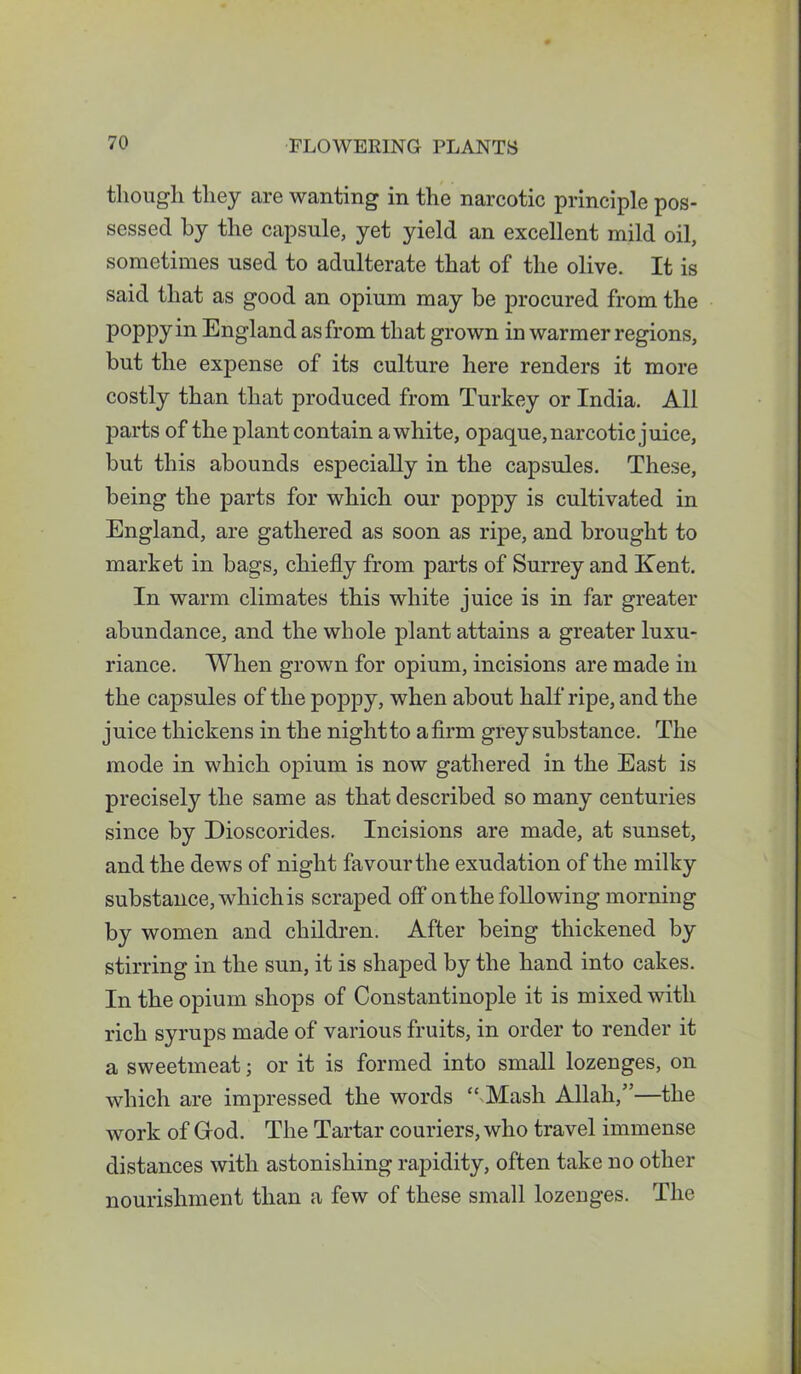 though they are wanting in the narcotic principle pos- sessed by the capsule, yet yield an excellent mild oil, sometimes used to adulterate that of the olive. It is said that as good an opium may be procured from the poppy in England as from that grown in warmer regions, but the expense of its culture here renders it more costly than that produced from Turkey or India. All parts of the plant contain a white, opaque, narcotic juice, but this abounds especially in the capsules. These, being the parts for which our poppy is cultivated in England, are gathered as soon as ripe, and brought to market in bags, chiefly from parts of Surrey and Kent. In warm climates this white juice is in far greater abundance, and the whole plant attains a greater luxu- riance. When grown for opium, incisions are made in the capsules of the poppy, when about half ripe, and the juice thickens in the nightto afirm grey substance. The mode in which opium is now gathered in the East is precisely the same as that described so many centuries since by Dioscorides. Incisions are made, at sunset, and the dews of night favourthe exudation of the milky substance, which is scraped off on the following morning by women and children. After being thickened by stirring in the sun, it is shaped by the hand into cakes. In the opium shops of Constantinople it is mixed with rich syrups made of various fruits, in order to render it a sweetmeat j or it is formed into small lozenges, on which are impressed the words “ Mash Allah,”—the work of Grod. The Tartar couriers, who travel immense distances with astonishing rapidity, often take no other nourishment than a few of these small lozenges. The