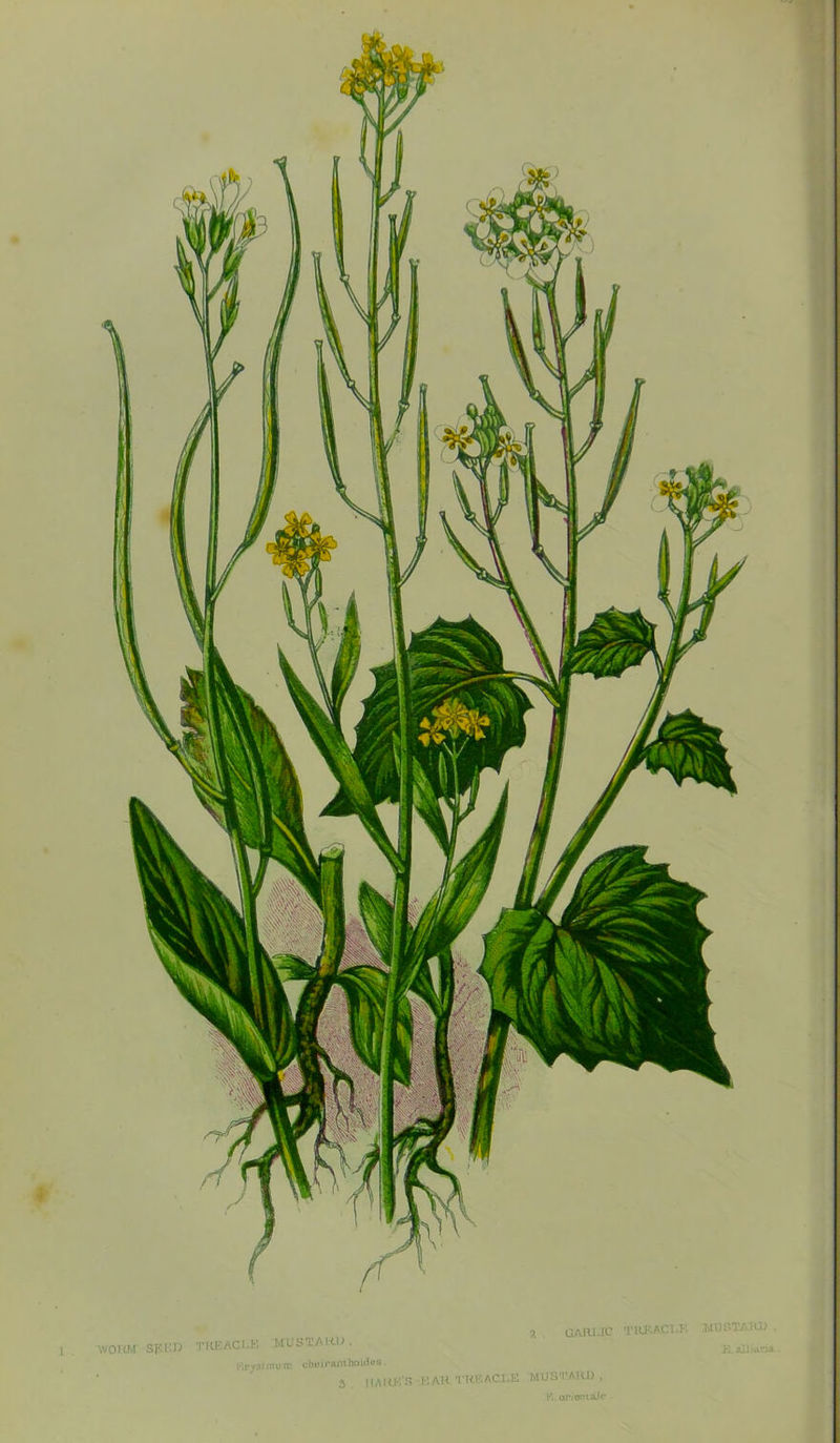 worm spur; tkeacrk mustard. I’rjaimum choirajuhoidos. 3 . HARP'S 2 . GAIUJC T1UF.AC1.F. KAH T'RKACL.E MUSTARD , ■R.orjantaJc . 3st UI3TAH1) K. all nicia.