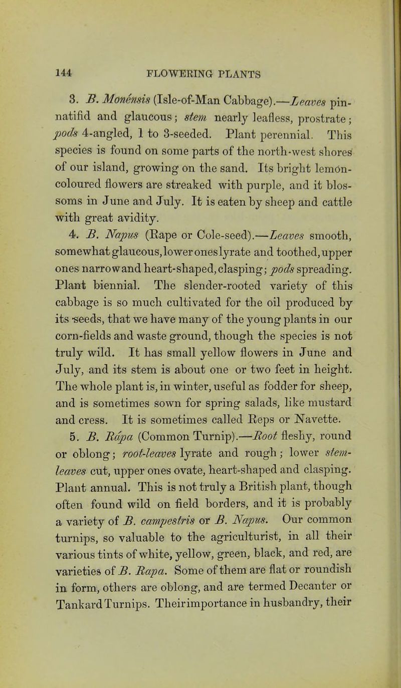 3. B. Monensis (Isle-of-Man Cabbage).—Leaves pin- natifid and glaucous; stem nearly leafless, prostrate; pods 4-angled, 1 to 3-seeded. Plant perennial. This species is found on some parts of the north-west shores of our island, growing on the sand. Its bright lemOn- coloured flowers are streaked with purple, and it blos- soms in June and July. It is eaten by sheep and cattle with great avidity. 4. B. Napus (Pape or Cole-seed).—Leaves smooth, somewhat glaucous, lower ones lyrate and toothed, upper ones narrowand heart-shaped,clasping; pods spreading. Plant biennial. The slender-rooted variety of this cabbage is so much cultivated for the oil produced by its -seeds, that we have many of the young plants in our corn-fields and waste ground, though the species is not truly wild. It has small yellow flowers in June and July, and its stem is about one or two feet in height. The whole plant is, in winter, useful as fodder for sheep, and is sometimes sown for spring salads, like mustard and cress. It is sometimes called Peps or Navette. 5. B. Bdpa (Common Turnip).—Boot fleshy, round or oblong; root-leaves lyrate and rough; lower stem- leaves cut, upper ones ovate, heart-shaped and clasping. Plant annual. This is not truly a British plant, though often found wild on field borders, and it is probably a variety of B. campestris or B. Napus. Our common turnips, so valuable to the agriculturist, in all their various tints of white, yellow, green, black, and red, are varieties of B. Bapa. Some of them are flat or roundish in form, others are oblong, and are termed Decanter or Tankard Turnips. Theirimportance in husbandry, their