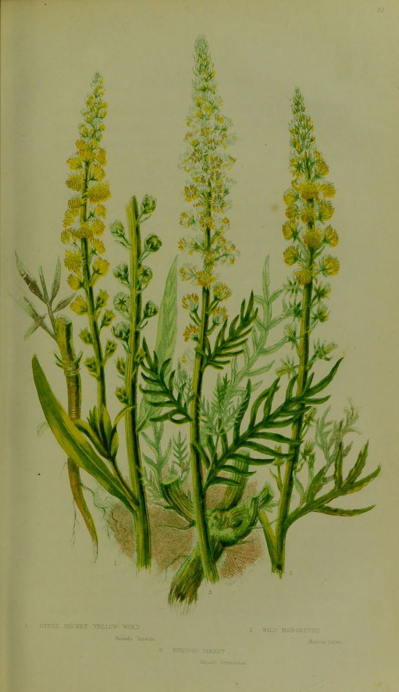 WILD MIGNQNETTF xUfffk iutoti 8HHI'- '{OCKJ'/F , f'rntjcdlni.rt DYERS .ROCKET YELLOW 'WiXD . Rusedi lutoola