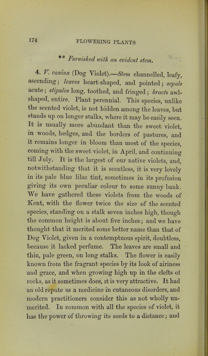 ** Furnished with an evident stem. 4. V. camna (Dog \iolet).—Stem channelled, leafy, ascending; leaves heart-shaped, and pointed; sepals acute ; stipules long, toothed, and fringed; bracts awl- shaped, entire. Plant perennial. This species, unlike the scented violet, is not hidden among the leaves, but stands up on longer stalks, where it may be easily seen. It is usually more abundant than the sweet violet, in woods, hedges, and the borders of pastures, and it remains longer in bloom than most of the species, coming with the sweet violet, in April, and continuing till July. It is the largest of our native violets, and, notwithstanding that it is scentless, it is very lovely in its pale blue lilac tint, sometimes in its profusion giving its own peculiar colour to some sunny bank. We have gathered these violets from the woods of Kent, with the flower twice the size of the scented species, standing on a stalk seven inches high, though the common height is about five inches; and we have thought that it merited some better name than that of Dog Violet, given in a contemptuous spirit, doubtless, because it lacked perfume. The leaves are small and thin, pale green, on long stalks. The flower is easily known from the fragrant species by its look of airiness and grace, and when growing high up in the clefts ot rocks, as it sometimes does, it is very attractive. It had an old repute as a medicine in cutaneous disorders, and modern practitioners consider this as not wholly un- merited. In common with all the species of violet, it has the power of throwing its seeds to a distance; and