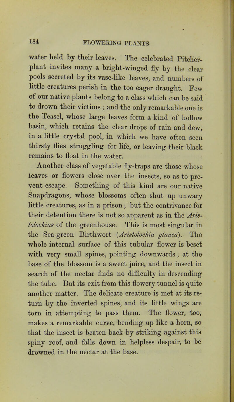 water held by tlieir leaves. The celebrated Pitcher- plant invites many a bright-winged fly by the clear pools secreted by its vase-like leaves, and numbers of little creatures perish in the too eager draught. Few of our native plants belong to a class which can be said to drown their victims ; and the only remarkable one is the Teasel, whose large leaves form a kind of hollow basin, which retains the clear drops of rain and dew, in a little crystal pool, in which we have often seen thirsty flies struggling for life, or leaving their black remains to float in the water. Another class of vegetable fly-traps are those whose leaves or flowers close over the insects, so as to pre- vent escape. Something of this kind are our native Snapdragons, whose blossoms often shut up unwary little creatures, as in a prison; but the contrivance for their detention there is not so apparent as in the Aris- tolochias of the greenhouse. This is most singular in the Sea-green Birth wort (Aristulochia glauca). The whole internal surface of this tubular flower is beset with very small spines, pointing downwards ; at the base of the blossom is a sweet juice, and the insect in search of the nectar finds no difficulty in descending the tube. But its exit from this flowery tunnel is quite another matter. The delicate creature is met at its re- turn by the inverted spines, and its little wings are torn in attempting to pass them. The flower, too, makes a remarkable curve, bending up like a horn, so that the insect is beaten back by striking against this spiny roof, and falls down in helpless despair, to be drowned in the nectar at the base.