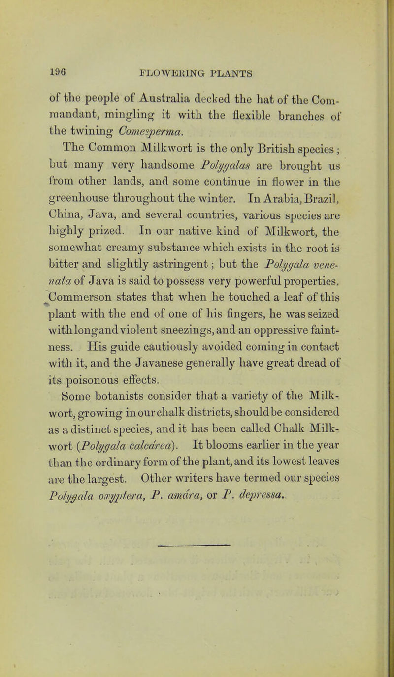 of the people of Australia decked the hat of the Com- mandant, mingling it with the flexible branches of the twining Comesjperma. The Common Milkwort is the only British species ; but many very handsome Polygalas are brought us from other lands, and some continue in flower in the greenhouse throughout the winter. In Arabia, Brazil, China, Java, and several countries, various species are highly prized. In our native kind of Milkwort, the somewhat creamy substance which exists in the root is bitter and slightly astringent; but the Polygala vene- nata of Java is said to possess very powerful properties. Commerson states that when he touched a leaf of this plant with the end of one of his fingers, he was seized with long and violent sneezings, and an oppressive faint- ness. His guide cautiously avoided coming in contact with it, and the Javanese generally have great dread of its poisonous effects. Some botanists consider that a variety of the Milk- wort, growing in our chalk districts, should be considered as a distinct species, and it has been called Chalk Milk- wort {Polygala calcarea). It blooms earlier in the year than the ordinary form of the plant, and its lowest leaves are the largest. Other writers have termed our species Polygala owyjgtera, P. amdra, or P. depressa.