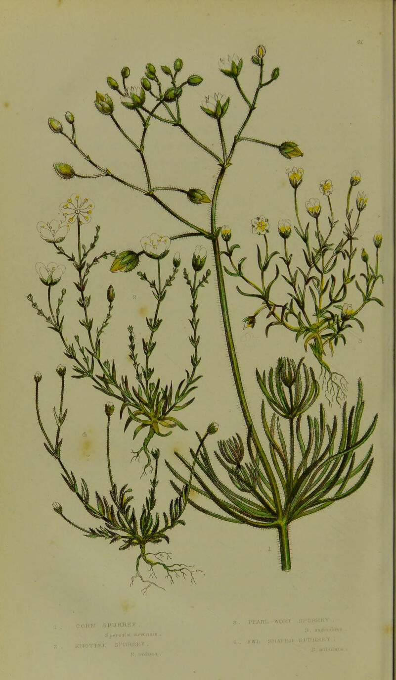 COHN SJ'HJUIE* . SjjtM*cula arvcnuio . KNOTTKI) SPUHRKV , FKARJ. WORT Sl'OKIU.> ■ AW I. SMAl'KH UHOHHIO 1», on bul r.l