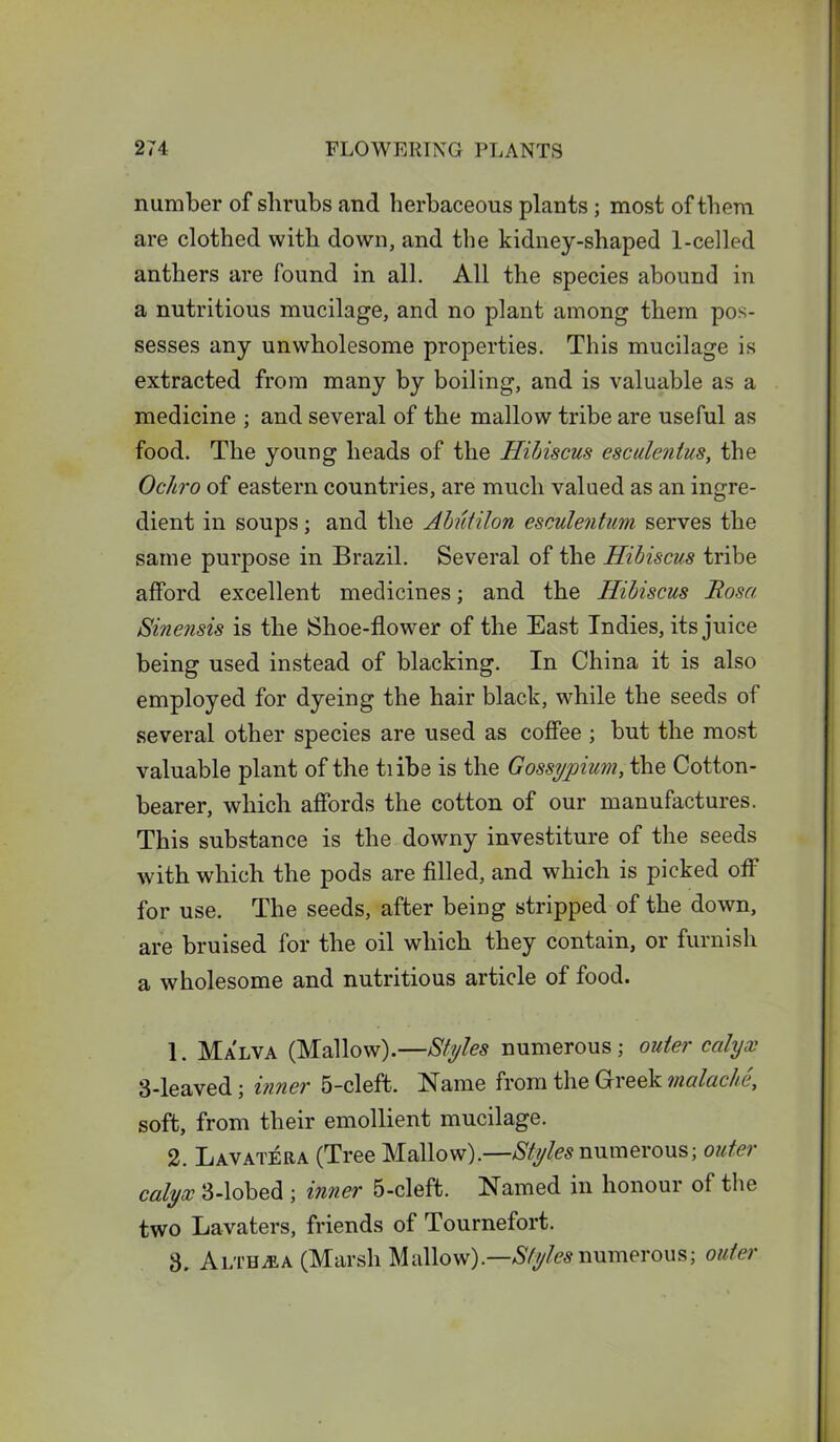 number of shrubs and herbaceous plants ; most of them are clothed with down, and the kidney-shaped 1-celled anthers are found in all. All the species abound in a nutritious mucilage, and no plant among them pos- sesses any unwholesome properties. This mucilage is extracted from many by boiling, and is valuable as a medicine ; and several of the mallow tribe are useful as food. The young heads of the Hibiscus esculentus, the Ochro of eastern countries, are much valued as an ingre- dient in soups; and the Ahiiilon esculentum serves the same purpose in Brazil. Several of the Hibiscus tribe afford excellent medicines; and the Hibiscus Rosa Sinensis is the Shoe-flower of the East Indies, its juice being used instead of blacking. In China it is also employed for dyeing the hair black, while the seeds of several other species are used as coffee ; but the most valuable plant of the tiibe is the Gossypium, the Cotton- bearer, which affords the cotton of our manufactures. This substance is the downy investiture of the seeds with which the pods are filled, and which is picked off for use. The seeds, after being stripped of the down, are bruised for the oil which they contain, or furnish a wholesome and nutritious article of food. 1. Malva (Mallow).—Styles numerous; outer calyx 3-leaved; inner 5-cleft. Name from the Greek malache, soft, from their emollient mucilage. 2. Lavatera (Tree Mallow).—Styles numerous; outer calyx 3-lobed ; inner 5-cleft. Named in honour of the two Lavaters, friends of Tournefort. 3. Althea (Marsh Mallow).—Styles numerous; outer