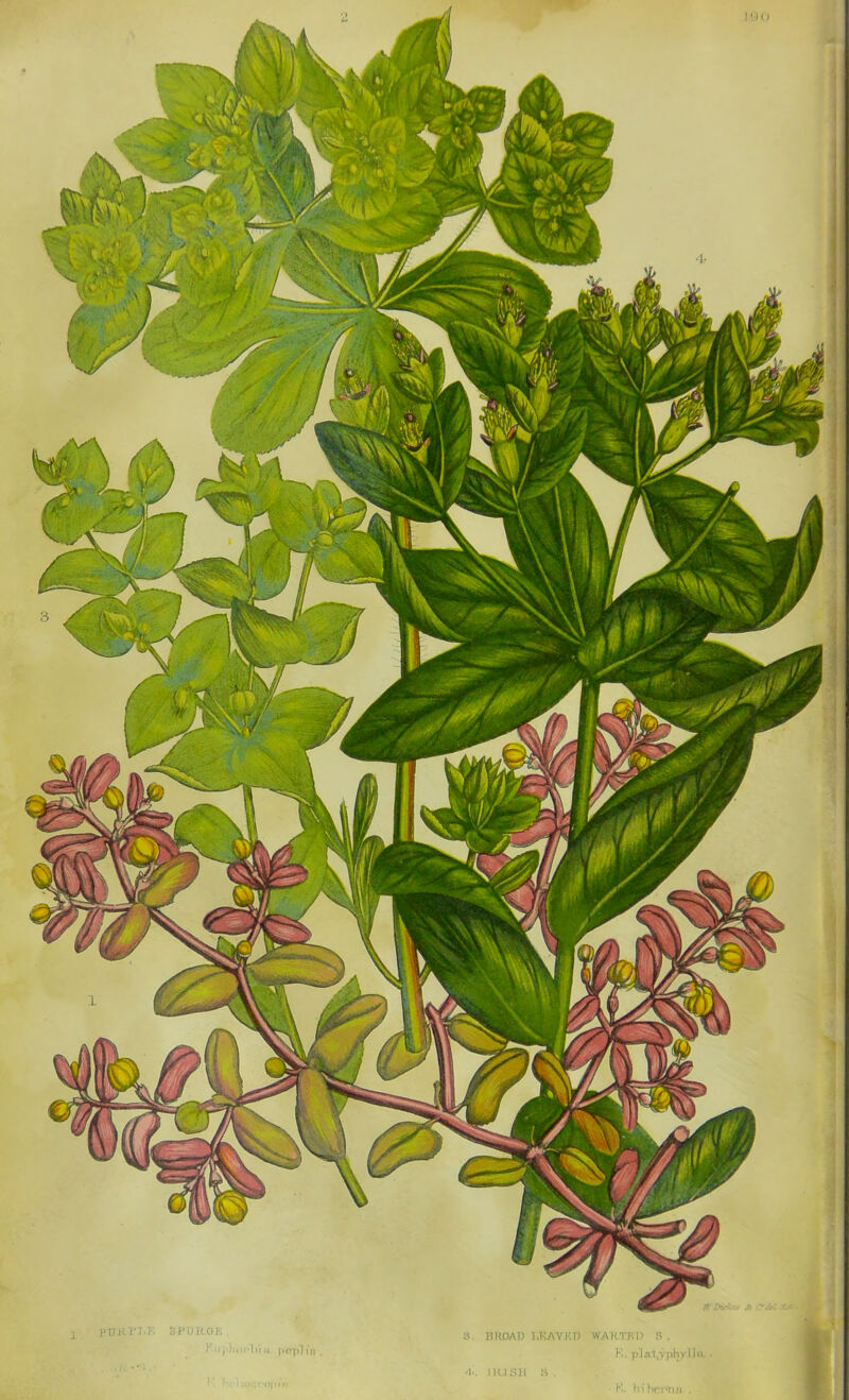 PURI'I'K SPURGE I -I,’.1.iJi*l»i« pcrplin a. BROAD LKAVKD WAK.T.E1) S . K. plat^-yphylli IIUS1I