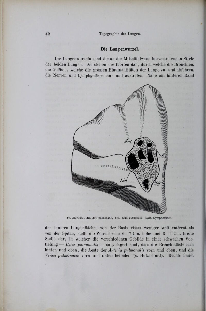 Die Lungenwurzel. Die Lungemvurzelii sind die an der Mittelfellwand liervortretenden Stiele der beiden Lungen. Sie stellen die Pforten dar, durch welche die Bronchien, die Gefässe, welche die grossen Blutquantitäten der Lunge zu- und ahführen, die Nerven und Lymphgefässe ein- und austreten. Nahe am hinteren Band Br. Bronchus, Art. Art. pulmonalis, Ven. Vena pulmonalts, Lydr. Lytnphdrüsen der inneren Lungenfläche, von der Basis etwas weniger weit entfernt als von der Spitze, stellt die Wurzel eine 6—7 Cm. hohe und 3—4 Cm. breite Stelle dar, in welcher die verschiedenen Gebilde in einer schwachen Ver- tiefung — Hilus pulmonalis — so gelagert sind, dass die Bronchialäste sich hinten und oben, die Aeste der Arteria pulmonalis vorn und oben, und die Venae pulmonales vorn und unten befinden (s. Holzschnitt). Rechts findet