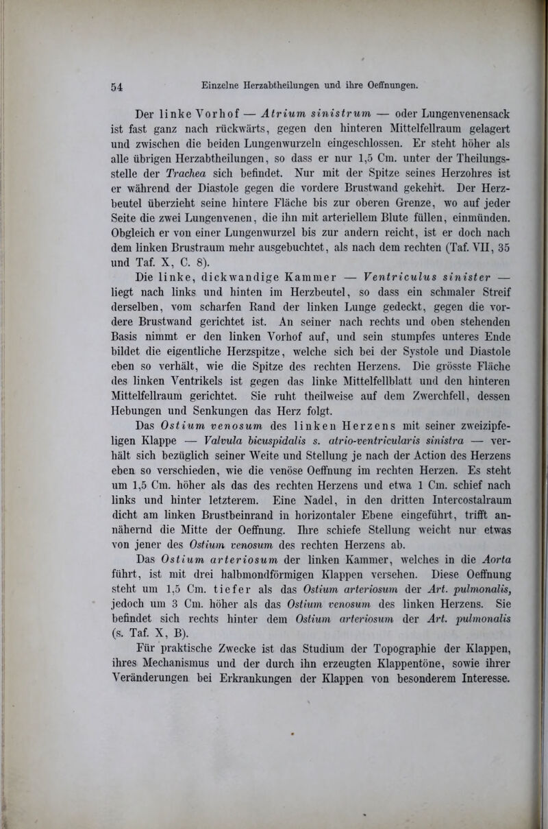 Der linke Vorhof — Atrium sinistrum — oder Lungenvenensack ist fast ganz nach rückwärts, gegen den hinteren Mittelfellraum gelagert und zwischen die beiden Lungenwurzeln eingeschlossen. Er steht höher als alle übrigen Herzabtheilungen, so dass er nur 1,5 Cm. unter der Theilungs- stelle der Trachea sich befindet. Nur mit der Spitze seines Herzohres ist er während der Diastole gegen die vordere Brustwand gekehrt. Der Herz- beutel überzieht seine hintere Fläche bis zur oberen Grenze, wo auf jeder Seite die zwei Lungenvenen, die ihn mit arteriellem Blute füllen, einmünden. Obgleich er von einer Lungenwurzel bis zur andern reicht, ist er doch nach dem linken Brustraum mehr ausgebuchtet, als nach dem rechten (Taf. YH, 35 und Taf. X, C. 8). Die linke, dickwandige Kammer — Ventriculus sinister — liegt nach links und hinten im Herzbeutel, so dass ein schmaler Streif derselben, vom scharfen Rand der linken Lunge gedeckt, gegen die vor- dere Brustwand gerichtet ist. An seiner nach rechts und oben stehenden Basis nimmt er den linken Vorhof auf, und sein stumpfes unteres Ende bildet die eigentliche Herzspitze, welche sich bei der Systole und Diastole eben so verhält, wie die Spitze des rechten Herzens. Die grösste Fläche des linken Ventrikels ist gegen das linke Mittelfellblatt und den hinteren Mittelfellraum gerichtet. Sie ruht theilweise auf dem Zwerchfell, dessen Hebungen und Senkungen das Herz folgt. Das Ostium venosum des linken Herzens mit seiner zweizipfe- ligen Klappe — Valvula hicuspidalis s. atrio-ventricularis sinistra — ver- hält sich bezüglich seiner Weite und Stellung je nach der Action des Herzens eben so verschieden, wie die venöse Oetfnung im rechten Herzen. Es steht um 1,5 Cm. höher als das des rechten Herzens und etwa 1 Cm. schief nach links und hinter letzterem. Eine Nadel, in den dritten Intercostalraum dicht am linken Brustbeinrand in horizontaler Ebene eingeführt, trifft an- nähernd die Mitte der Oeffnung. Ihre schiefe Stellung weicht nur etw^as von jener des Ostium venosum des rechten Herzens ah. Das Ostium arteriosum der linken Kammer, welches in die Aorta führt, ist mit drei halbmondförmigen Klappen versehen. Diese Oeffnung steht um 1,5 Cm. tiefer als das Ostium ay'teriosum der Art. pulmonalis, jedoch um 3 Cm. höher als das Ostium venosum des linken Herzens. Sie befindet sich rechts hinter dem Ostium arteriosum der Art. j)ulmonalis (s. Taf. X, B). Für praktische Zw'ecke ist das Studium der Topographie der Klappen, ihres Mechanismus und der durch ihn erzeugten Klappentöne, sowie ihrer Veränderungen bei Erki’ankungen der Klappen von besonderem Interesse.