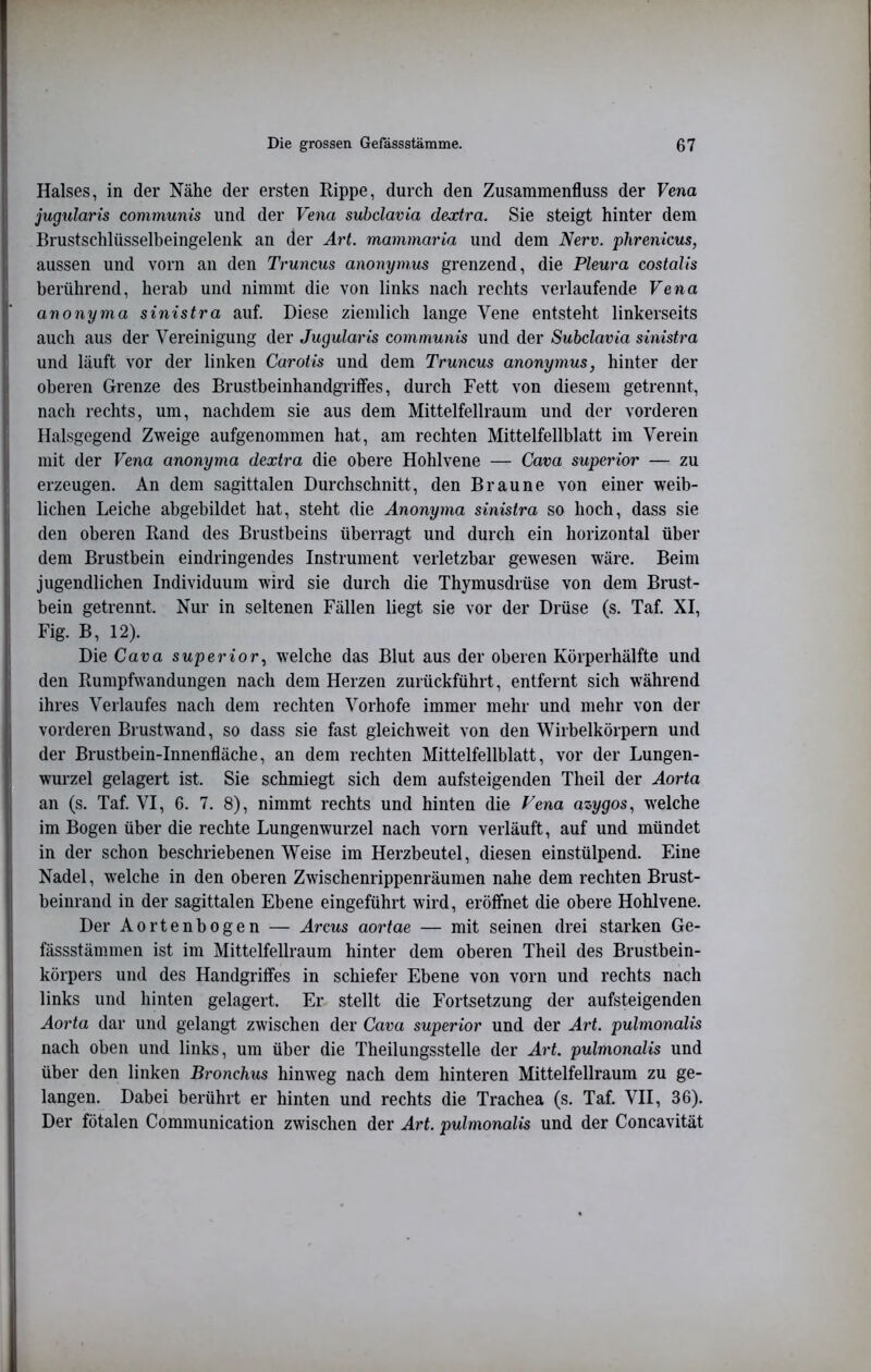 Halses, in der Nähe der ersten Rippe, durch den Zusammenfluss der Vena jugularis communis und der Vena subclavia dextra. Sie steigt hinter dem Brustschlüsselbeingelenk an der Art. mammaria und dem Nerv, phrenicus, aussen und vorn an den Truncus anonymus grenzend, die Pleura costalis berührend, herab und nimmt die von links nach rechts verlaufende Vena anonyma sinistra auf. Diese ziemlich lange Vene entsteht linkerseits auch aus der Vereinigung der Jugularis communis und der Subclavia sinistra und läuft vor der linken Carotis und dem Truncus anonymus, hinter der oberen Grenze des Brustbeinhandgritfes, durch Fett von diesem getrennt, nach rechts, um, nachdem sie aus dem Mittelfellraum und der vorderen Halsgegend Zweige aufgenommen hat, am rechten Mittelfellblatt im Verein mit der Vena anonyma dextra die obere Hohlvene — Cava superior — zu erzeugen. An dem sagittalen Durchschnitt, den Braune von einer weib- lichen Leiche abgebildet hat, steht die Anonyma sinistra so hoch, dass sie den oberen Rand des Brustbeins überragt und durch ein horizontal über dem Brustbein eindringendes Instrument verletzbar gewesen wäre. Beim jugendlichen Individuum wird sie durch die Thymusdrüse von dem Brust- bein getrennt. Nur in seltenen Fällen liegt sie vor der Drüse (s. Taf. XI, Fig. B, 12). Die Cava superior, welche das Blut aus der oberen Körperhälfte und den Rumpfwandungen nach dem Herzen zurückführt, entfernt sich während ihres Verlaufes nach dem rechten Vorhofe immer mehr und mehr von der vorderen Brustwand, so dass sie fast gleichweit von den Wirbelkörpern und der Brustbein-Innenfläche, an dem rechten Mittelfellblatt, vor der Lungen- wurzel gelagert ist. Sie schmiegt sich dem aufsteigenden Theil der Aorta an (s. Taf. VI, 6. 7. 8), nimmt rechts und hinten die Fena azygos, welche im Bogen über die rechte Lungenwurzel nach vorn verläuft, auf und mündet in der schon beschriebenen Weise im Herzbeutel, diesen einstülpend. Eine Nadel, welche in den oberen Zwischenrippenräumen nahe dem rechten Brust- beinrand in der sagittalen Ebene eingeführt wird, eröffnet die obere Hohlvene. Der Aortenbogen — Arcus aortae — mit seinen drei starken Ge- fässstämmen ist im Mittelfellraum hinter dem oberen Theil des Brustbein- körpers und des Handgriffes in schiefer Ebene von vorn und rechts nach links und hinten gelagert. Er stellt die Fortsetzung der aufsteigenden Aorta dar und gelangt zwischen der Cava superior und der Art. pulmonalis nach oben und links, um über die Theilungsstelle der Art. pulmonalis und über den linken Bronchus hinweg nach dem hinteren Mittelfellraum zu ge- langen. Dabei berührt er hinten und rechts die Trachea (s. Taf. VII, 36). Der fötalen Communication zwischen der Art. pulmonalis und der Concavität