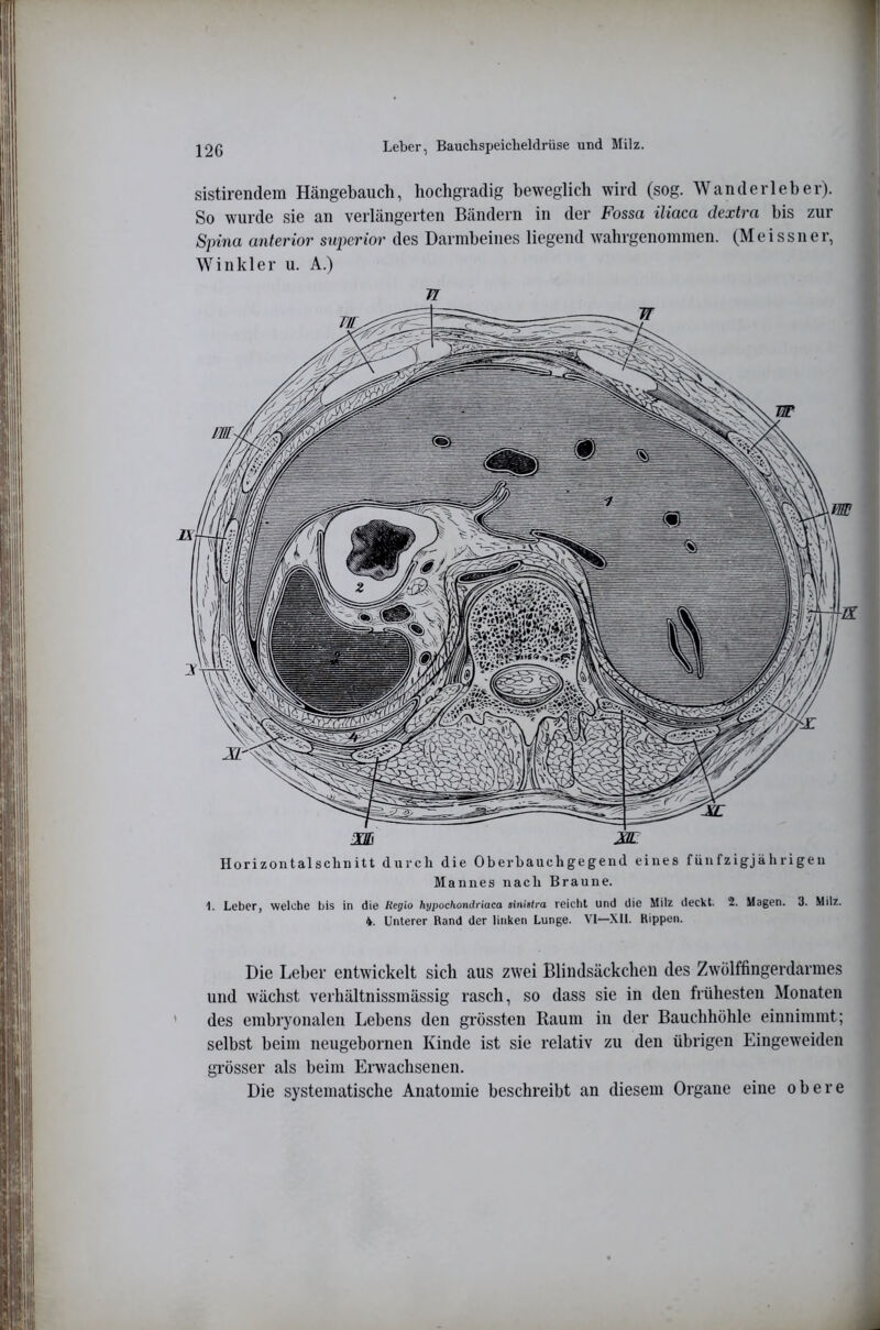 sistirendem Hängebauch, hochgradig beweglich wird (sog. Wanderleber). So wurde sie an verlängerten Bändern in der Fossa iliaca dextra bis zur Spina anterior superior des Darmbeines liegend wahrgenommen. (Meissner, Winkler u. A.) Horizontalschnitt durch die Oberbauchgegeiid eines fünfzigjährigen Mannes nach Braune. 1. Leber, welche bis in die Regio hypochomhiaca siniilra reicht und die Milz deckt. 2. Magen. 3. Milz. 4. Unterer Rand der linken Lunge. VI—XU. Rippen. Die Leber entwickelt sich aus zwei Blindsäckcheii des Zwölffingerdarmes und wächst verhältnissmässig rasch, so dass sie in den frühesten Monaten ' des embryonalen Lebens den grössten Raum in der Bauchhöhle einnimmt; selbst beim neugebornen Kinde ist sie relativ zu den übrigen Eingeweiden grösser als beim Erwachsenen. Die systematische Anatomie beschreibt an diesem Organe eine obere