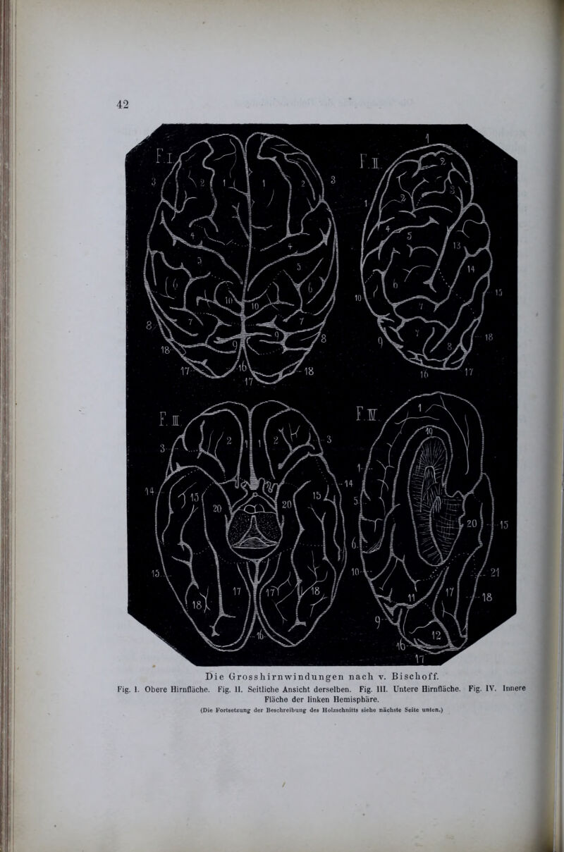 Die ürosshirnwindungen nach v. Bischoff. Fig. 1. Obere HirnDäche. Fig. 11. Seitliche Ansicht derselben. Fig. 111. Untere Hirnfläche. Fig. IV. Innere Fläche der linken Hemisphäre. (Die Fortsetzung der Beschreibung des Holzschnitts siebe nächste Seite unten.) /