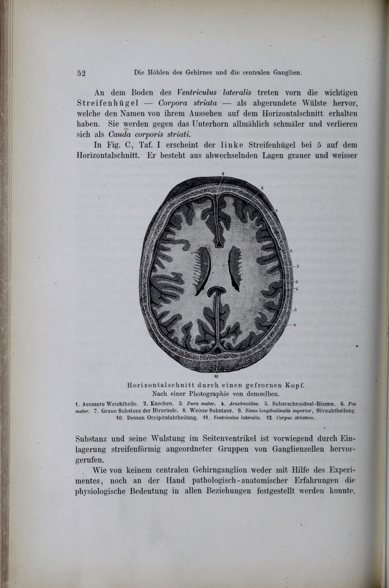 An dem Boden des Ventriculus lateralis treten vorn die wichtigen Streifenhügel — Corpora striata — als abgerundete Wülste hervor, welche den Namen von ihrem Aussehen auf dem Horizontalschnitt erhalten haben. Sie werden gegen das Unterhorn allmählich schmäler und verlieren sich als Cauda corporis striati. In Fig. C, Taf. I erscheint der linke Streifenhügel bei 5 auf dem Horizontalschnitt. Er besteht aus abwechselnden Lagen grauer und weisser Horizontalschnitt durch einen gefrornen Kopf. Nach einer Photographie von demselben. 1. Aeiissere Weichtheile. 2. Knochen. 3. Dura mater. 4. Arachnoidea. 5. Subarachnoideal-Raume. 6. Pia mater. 7. Graue Substanz der Hirnrinde. 8. Weisse Substanz. 9. Sinus longitudinalis superior, Stirnabtheilung. 10. Dessen Occipitalabtheilung. 11. Ventriculus lateralis. 12. Corpus striatum. Substanz und seine Wulstung im Seitenventrikel ist vorwiegend durch Ein- lagerung streifenförmig angeordneter Gruppen von Ganglienzellen hervor- gerufen. Wie von keinem centralen Gehirnganglion weder mit Hilfe des Experi- mentes, noch an der Hand pathologisch - anatomischer Ei-fahrungeu die physiologische Bedeutung in allen Beziehungen festgestellt werden konnte.