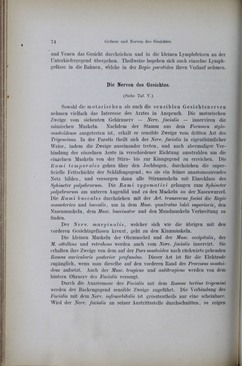 und Venen das Gesicht diuchzielien und in die kleinen Lvniididrüsen an der Unterkiefergegend übergehen. Theilweise begeben sich auch einzelne Lyiniih- gefässe in die Bahnen; welche in der liegio parotidea ihren ^'erlauf nehmen. Die Nerven des Gesichtes. (Siehe Taf. V.) Sowohl die motorischen als auch die sensiblen Gesichtsnerven nehmen vielfach das Interesse des Arztes in An.spruch. Die motorischen Zweige vom siebenten Gehirnnerv — Nerv, facialis — innerviren die mimischen Muskeln. Nachdem der Stamm aus dem Foramen stylo- mustoideum ausgetreten ist, erhält er sensible Zweige vom dritten Ast des Trigeminus. In der Parotis theilt sich der Nerv, facialis in eigenthümlicher Weise, indem die Zweige auseinander treten, und nach abermaliger Ver- bindung der einzelnen Aeste in verschiedener Ptichtung ausstrahlen um die einzelnen Muskeln von der Stirn- bis zur Kiungegeiid zu erreichen. Die Uami temporales gehen über den Jochbogen, durchziehen die super- ficielle Fettschichtc der Schläfengegend, wo sie ein feines anastoniosirendes Netz bilden, und versorgen daun alle Stirnmuskeln mit Einschluss des Sphincter palpebrarum. Die Rami zygomaiici gelangen zum Sphincter palpebrarurn am unteren Augenlid und zu den Muskeln an der Nasenwurzel. Die Rami buccales durchziehen mit der Art. transversa faciei die Regio masseterica und buccalis. um in dem 3Iusc. quadratus labii superioris, den Nasenuiuskeln, dem 3lusc. buccinator und den Mundmuskeln Verbreitung zu linden. Der Nerv, marginalis, welcher sich wie die übrigen mit den vorderen Gesichtsgefässen kreuzt, geht zu den Kiimmüskeln. Die kleinen Muskeln der Ohrmuschel und der Muse, occipitalis, der M. altollens und retrahens werden auch vom Nerv, facialis innervirt. Sie erhalten ihre Zweige von dem auf der Pars mastoidea nach rückwärts gehenden Ramus auricularis posterior profundus. Dieser Ast ist für die Elektrode zugänglich, wenn man dieselbe auf den vorderen Rand des Processus mastoi- deus aufsetzt. Auch der 3Iusc. tragicus und antitragicus werden von dem hintern Ohrnerv des Facialis versorgt. Durch die Anastoniose des Facialis mit dem Ramus tertius trigemini werden der Backengegend sensible Zweige zugeführt. Die Verbindung des Facialis mit dem Nerv, infraorbitalis ist grösstentheils nur eine scheinbare. Wild der Nerv, facialis an seiner Austrittsstelle durchschnitten, so zeigen