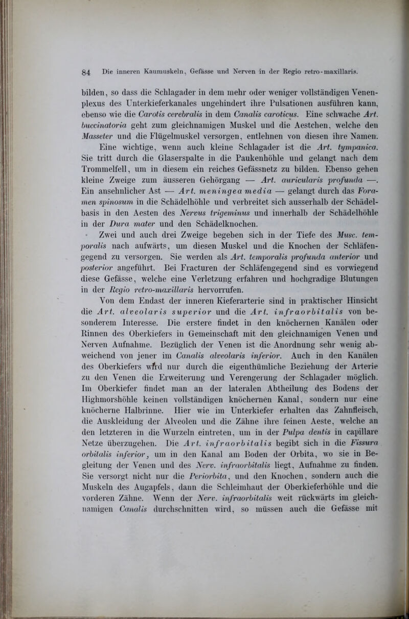 bilden, so dass die Schlagader in dem mehr oder weniger vollständigen Venen- plexus des Unterkieferkanales ungehindert ihre Pulsationen ausführen kann, ebenso wie die Carotis cerebralis in dem Canalis caroticus. Eine schwache Art. tmccinatoria geht zum gleichnamigen Muskel und die Aestchen, welche den Masseter und die Flügelmuskel versorgen, entlehnen von diesen ihre Namen. Eine wichtige, wenn auch kleine Schlagader ist die Art. tympanica. Sie tritt durch die Glaserspalte in die Paukenhöhle und gelangt nach dem Trommelfell, um in diesem ein reiches Gefässnetz zu bilden. Ebenso gehen kleine Zweige zum äusseren Gehörgang — Art. auricularis pi'ofunda —. Ein ansehnlicher Ast — Art. meningea media — gelangt durch das Fora- inen spinosurn in die Schädelhöhle und verbreitet sich ausserhalb der Schädel- basis in den Aesten des Nervus trigeminus und innerhalb der Schädelhöhle in der Dura mater und den Schädelknochen. Zwei und auch drei Zweige begeben sich in der Tiefe des Muse, tem- poralis nach aufwärts, um diesen Muskel und die Knochen der Schläfen- gegend zu versorgen. Sie werden als Art. temporalis profunda anterior und posterior angeführt. Bei Fracturen der Schläfengegend sind es vorwiegend diese Gefässe, w'elche eine Verletzung erfahren und hochgradige Blutungen in der Regio retro-maxillaris hervorrufen. Von dem Endast der inneren Kieferarterie sind in praktischer Hinsicht die Art. alveolar is superior und die Art. infr aorhit alis von be- sonderem Interesse. Die erstere findet in den knöchernen Kanälen oder Rinnen des Oberkiefeis in Gemeinschaft mit den gleichnamigen Venen und Nerven Aufnahme. Bezüglich der Venen ist die Anordnung sehr wenig ab- weichend von jener im Canalis alveolaris inferior. Auch in den Kanälen des Oberkiefers wTrd nur durch die eigenthümliche Beziehung der Aiderie zu den Venen die Erweiterung und Verengerung der Schlagader möglich. Im Oberkiefer findet man an der lateralen Abtheilung des Bodens der Highmorshöhle keinen vollständigen knöchernen Kanal, sondern nur eine knöcherne Halbrinne. Plier wie im Unterkiefer erhalten das Zahnfleisch, die Auskleidung der Alveolen und die Zähne ihre feinen Aeste, welche an den letzteren in die Wurzeln eintreten, um in der Pulpa dentis in capillare Netze überzugehen. Die Art. infr aorhit alis begibt sich in die Fissura orbitalis inferior, um in den Kanal am Boden der Orbita, wo sie in Be- gleitung der Venen und des Nerv, infraorhitalis liegt, Aufnahme zu finden. Sie versorgt nicht nur die Periorbita, und den Knochen, sondern auch die Muskeln des Augapfels, dann die Schleimhaut der Oberkieferhöhle und die vorderen Zähne. Wenn der Nerv, infraorhitalis weit rückwärts im gleich- namigen Canalis durchschnitten wird, so müssen auch die Gefässe mit