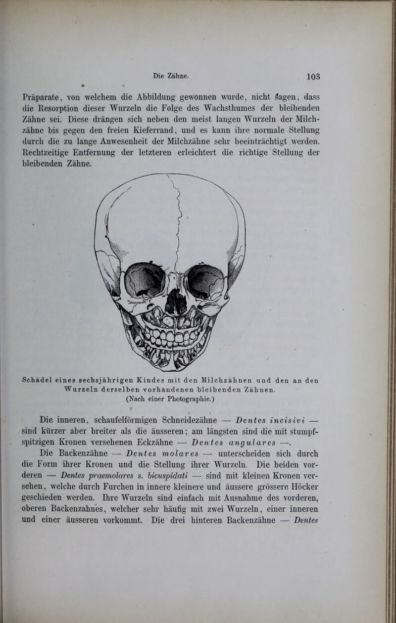 Präparate, von welchem die Abbildung gewonnen wurde, nicht 3agen, dass die Resorption dieser Wurzeln die Folge des Wachsthumes der bleibenden Zähne sei. Diese drängen sich neben den meist langen Wurzeln der Milch- zähne bis gegen den freien Kieferrand, und es kann ihre normale Stellung durch die zu lange Anwesenheit der Milchzähne sehr beeinträchtigt werden. Rechtzeitige Entfernung der letzteren erleichtert die richtige Stellung der bleibenden Zähne. Schädel eines sechsjährigen Kindes mit den Milchzähnen und den an den Wurzeln derselben vorhandenen bleibenden Zähnen. (Nach einer Photographie.) Die inneren, schaufelförmigen Schneidezähne — B ent es incisivi — sind kürzer aber breiter als die äusseren; am längsten sind die mit stumpf- spitzigen Kronen versehenen Eckzähne — Deutes angulares Die Backenzähne — D ent es molares — unterscheiden sich durch die Form ihrer Kronen und die Stellung ihrer Wurzeln. Die beiden vor- deren — Dentes praemolares s. bicuspidati — sind mit kleinen Kronen ver- sehen, welche durch Furchen in innere kleinere und äussere grössere Höcker geschieden werden. Ihre Wurzeln sind einfach mit Ausnahme des vorderen, oberen Backenzahnes, welcher sehr häufig mit zwei Wurzeln, einer inneren und einer äusseren vorkommt. Die drei hinteren Backenzähne — Dentes