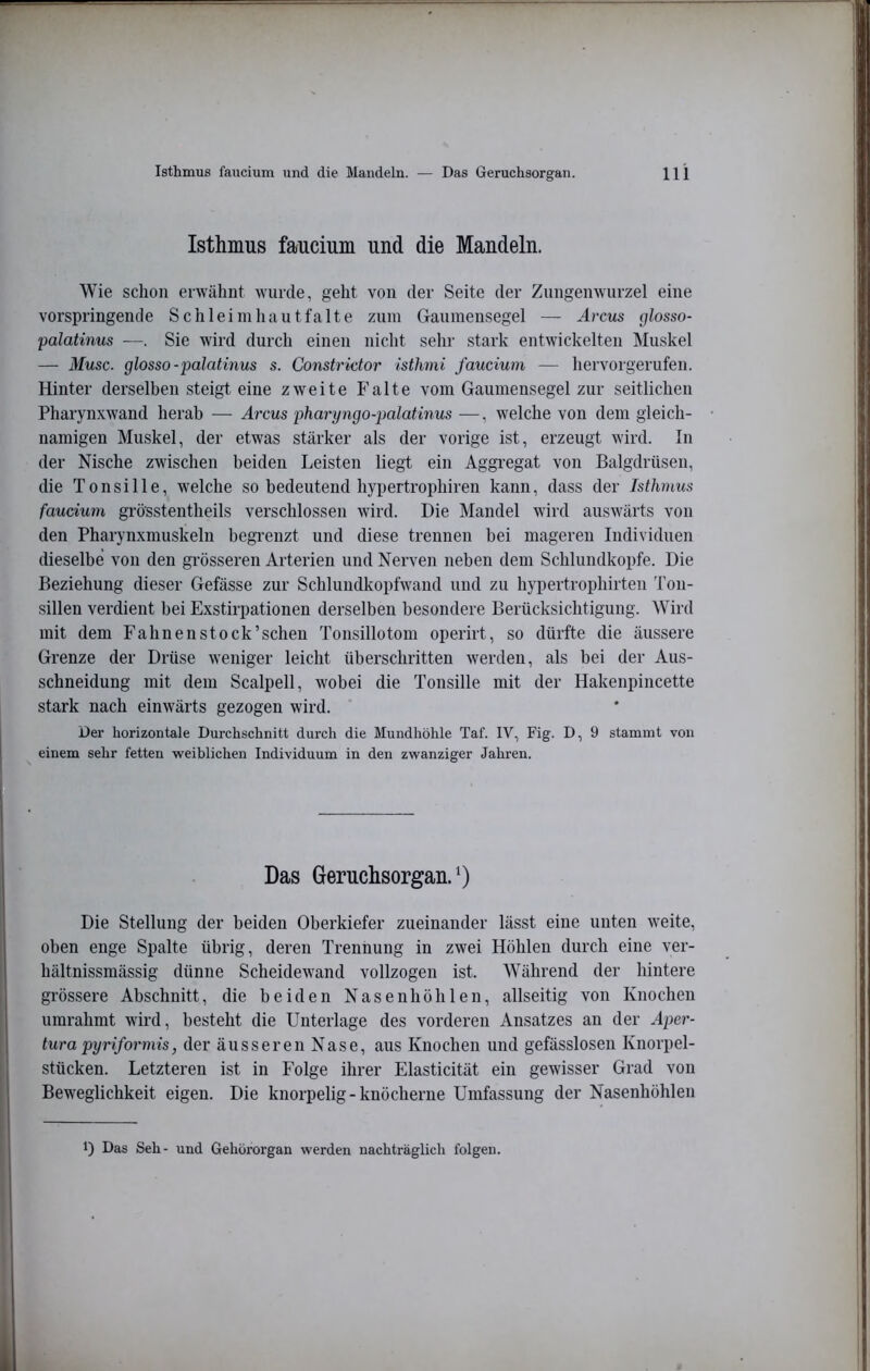 Isthmus faucium und die Mandeln. Wie schon erwähnt wurde, geht von der Seite der Zungenwurzel eine vorspringende Schleimliautfalte zum Gaumensegel — Aixus glosso- palatinus —. Sie wird durch einen nicht sehr stark entwickelten Muskel — Muse, glosso-palatinus s. Constrktor Isthini faucium — hervorgerufen. Hinter derselben steigt eine zweite Falte vom Gaumensegel zur seitlichen Pharynxwand herab — Arcus pharyngo-palatinus —, welche von dem gleich- namigen Muskel, der etwas stärker als der vorige ist, erzeugt wird. In der Nische zwischen beiden Leisten liegt ein Aggregat von Balgdrüsen, die Tonsille, welche so bedeutend hypertrophiren kann, dass der Isthmus faucium gi'össtentheils verschlossen wird. Die Mandel wird auswärts von den Pharynxmuskeln begi’enzt und diese trennen bei mageren Individuen dieselbe von den grösseren Arterien und Nerven neben dem Schlundkopfe. Die Beziehung dieser Gefässe zur Schlundkopfwand und zu hypertrophirten Ton- sillen verdient bei Exstirpationen derselben besondere Berücksichtigung. Wird mit dem Fahnen stock’schen Tonsillotom operirt, so dürfte die äussere Grenze der Drüse weniger leicht überschritten werden, als bei der Aus- schneidung mit dem Scalpell, wobei die Tonsille mit der Hakenpincette stark nach einwärts gezogen wird. Der horizontale Durchschnitt durch die Mundhöhle Tal'. IV, Fig. D, 9 stammt von einem sehr fetten weiblichen Individuum in den zwanziger Jahren. Das Geruchsorgan.*) Die Stellung der beiden Oberkiefer zueinander lässt eine unten weite, oben enge Spalte übrig, deren Trennung in zwei Höhlen durch eine ver- hältnissmässig dünne Scheidewand vollzogen ist. Während der hintere grössere Abschnitt, die beiden Nasenhöhlen, allseitig von Knochen umrahmt wird, besteht die Unterlage des vorderen Ansatzes an der Aper- tura pyriformis, der äusseren Nase, aus Knochen und gefässlosen Knorpel- stücken. Letzteren ist in Folge ihrer Elasticität ein gewisser Grad von Beweglichkeit eigen. Die knorpelig-knöcherne Umfassung der Nasenhöhlen 1) Das Seh- und Gehörorgan werden nachträglich folgen. 1