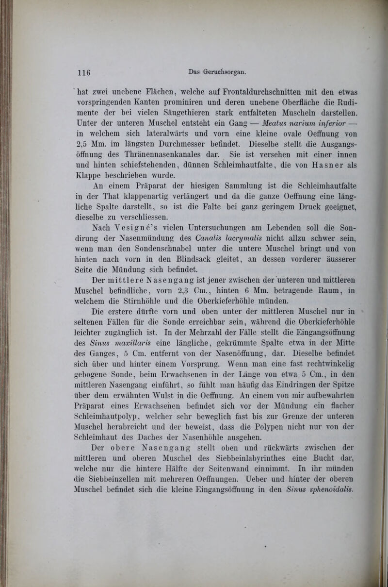 ‘ hat zwei unebene Flächen, welche auf Frontaldurchschnitten mit den etwas vorspringenden Kanten prominiren und deren unebene Oberfläche die Rudi- mente der bei vielen Säugethieren stark entfalteten Muscheln darstellen. Unter der unteren Muschel entsteht ein Gang — Meatus narium inferior — in welchem sich lateralwärts und vorn eine kleine ovale Oetfnung von 2,5 Mm. im längsten Durchmesser befindet. Dieselbe stellt die Ausgangs- Öffnung des Thränennasenkanales dar. Sie ist versehen mit einer innen und hinten schiefstehenden, dünnen Schleimhautfalte, die von Hasner als Klappe beschrieben wurde. An einem Präparat der hiesigen Sammlung ist die Schleimhautfalte in der That klappenartig verlängert und da die ganze Oetfnung eine läng- liche Spalte darstellt, so ist die Falte bei ganz geringem Druck geeignet, dieselbe zu verschliessen. Nach Vesigne’s vielen Untersuchungen am Lebenden soll die Son- dirung der Nasenmündung des Canalis lacrymalis nicht allzu schwer sein, wenn man den Sondenschnabel unter die untere Muschel bringt und von hinten nach vorn in den Blindsack gleitet, an dessen vorderer äusserer Seite die Mündung sich befindet. Der mittlere Nasen gang ist jener zwischen der unteren und mittleren Muschel befindliche, vorn 2,3 Cm., hinten 6 Mm. betragende Raum, in welchem die Stirnhöhle und die Oberkieferhöhle münden. Die erstere dürfte vorn und oben unter der mittleren Muschel nur in seltenen Fällen für die Sonde erreichbar sein, während die Oberkieferhöhle leichter zugänglich ist. In der Mehrzahl der Fälle stellt die Eingangsöfifnung des Sinus maxillaris eine längliche, gekrümmte Spalte etwa in der Mitte des Ganges, 5 Cm. entfernt von der Nasenöftuung, dar. Dieselbe befindet sich über und hinter einem Vorsprung. Wenn man eine fast rechtwinkelig gebogene Sonde, beim Erwachsenen in der Länge von etwa 5 Cm., in den mittleren Nasengang einführt, so fühlt man häufig das Eindringen der Spitze über dem erwähnten Wulst in die Oeifnung. An einem von mir aufbewahrten Präparat eines Erwachsenen befindet sich vor der Mündung ein flacher Schleimhautpolyp, welcher sehr beweglich fast bis zur Grenze der unteren Muschel herabreicht und der beweist, dass die Polypen nicht nur von der Schleimhaut des Daches der Nasenhöhle ausgehen. Der obere Nasen gang stellt oben und rückwärts zwischen der mittleren und oberen Muschel des Siebbeinlabyrinthes eine Bucht dar, welche nur die hintere Hälfte der Seitenwand einnimmt. In ihr münden die Siebbeinzellen mit mehreren Oeifnungen. Ueber und hinter der oberen Muschel befindet sich die kleine Eingangsölfnung in den Sinus sphenoidalis.