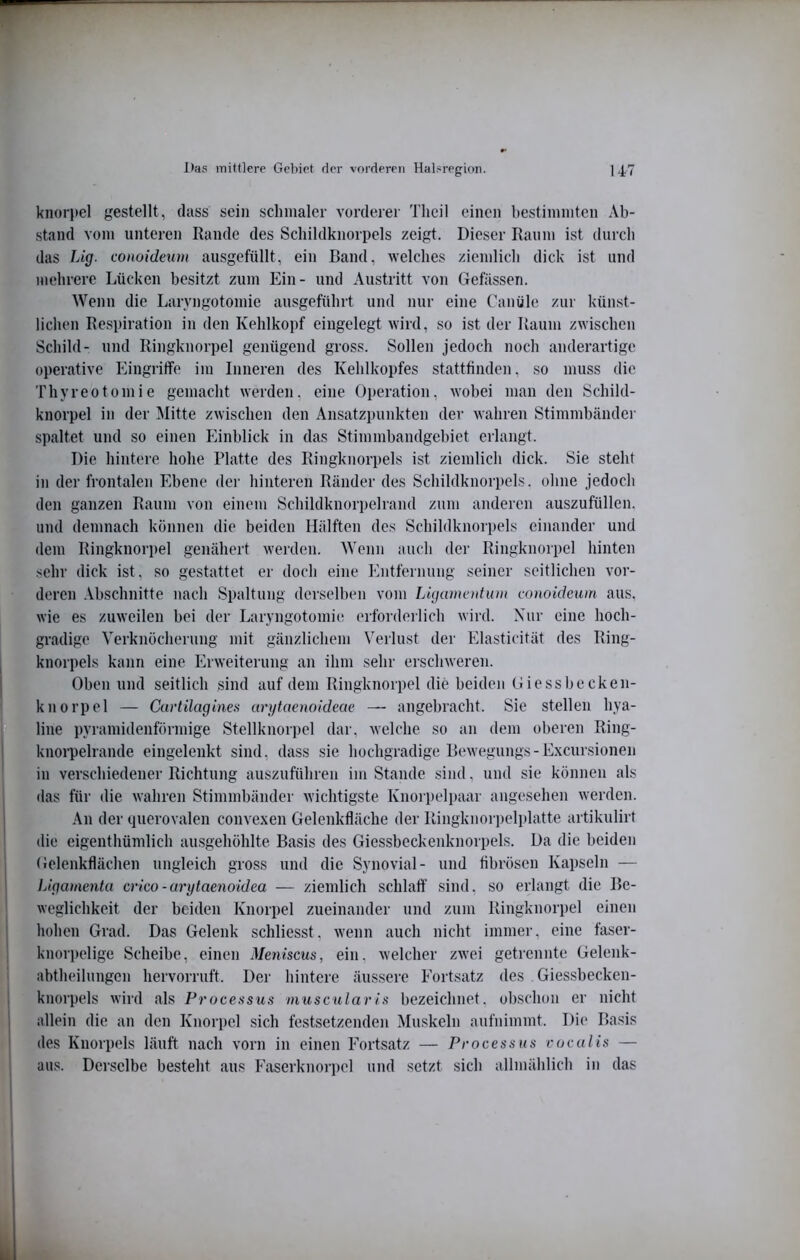 knorpel gestellt, dass sein schmaler vorderer Tlieil einen bestimmten Ab- stand vom unteren Rande des Schildknorpels zeigt. Dieser Raum ist durch das JJg- conoidmm ausgefüllt, ein Band, welches ziemlich dick ist und mehrere Lücken besitzt zum Ein- und Austritt von Gefässen. Wenn die Larvngotomie ausgeführt und nur eine (Amüle zur künst- lichen Respiration in den Kehlkopf eingelegt wird, so ist der Raum zwischen Schild- und Ringknorpel genügend gross. Sollen jedoch noch anderartige operative EingriiTe im Inneren des Kehlkopfes stattfinden, so muss die Thyreotomie gemacht werden, eine Operation, wobei man den Schild- knorpel in der Mitte zwischen den Ansatzpunkten der wahren Stimmbändei- spaltet und so einen Einblick in das Stimmbandgebiet erlangt. Die hintere hohe Platte des Ringknorpels ist ziemlich dick. Sie steht in der frontalen Ebene der hinteren Ränder des Schildknorpels, ohne jedoch den ganzen Raum von einem Schildknorpelrand zum anderen auszufüllen, und demnach können die beiden Hälften des Schildknorpels einander und dem Ringknorpel genähert weiden. Wenn auch der Ringknorpel hinten sehr dick ist, so gestattet er doch eine Entfernung seiner seitlichen vor- deren Abschnitte nach Spaltung derselben vom Ligamentum eonoidmm aus. wie es zuweilen bei der Laryngotomie erforderlich wird. Xur eine hoch- gradige Verknöcherung mit gänzlichem Verlust der Elasticität des Ring- knorpels kann eine Erweiterung an ihm sehr erschweren. Oben und seitlich sind auf dem Ringknorpel die beiden Giessbecken- knorpel — Cuvtilagines arytaenoideae — angebracht. Sie stellen hya- line pyramidenförmige Stellknorpel dar, welche so an dem oberen Ring- knorpelrande eingelenkt sind, dass sie hochgradige Bewegungs-Excursionen in verschiedener Richtung auszuführen im Stande sind, und sie können als das für die wahren Stimmbänder wichtigste Knorpelpaar angesehen werden. .\n der querovalen convexen Gelenkfläche der Ringknorpelplatte artikulirt die eigenthümlich amsgehöhlte Basis des Giessbeckenknorpels. Da die beiden (Jelenkflächen ungleich gross und die Synovial- und fibrösen Kapseln — Ligamenta crieo-arytaenoidea — ziemlich schlaff sind, so erlangt die Be- weglichkeit der beiden Knorpel zueinander und zum Ringknorpel einen hohen Grad. Das Gelenk schliesst. wenn auch nicht immei-, eine faser- knorpelige Scheibe, einen Meniscus, ein. welcher zwei getrennte Gelenk- abtheilungen hervorruft. Der hintere äussere Fortsatz des Giessbecken- knorpels wird als Processus muscularis bezeichnet, obschon er nicht allein die an den Knorpel sich festsetzenden Muskeln aufnimmt. Di(‘ Basis des Knorpels läuft nach vorn in einen Fortsatz — Processus voculis — aus. Derselbe besteht aus Faserknori)el und setzt sich allmählich in das