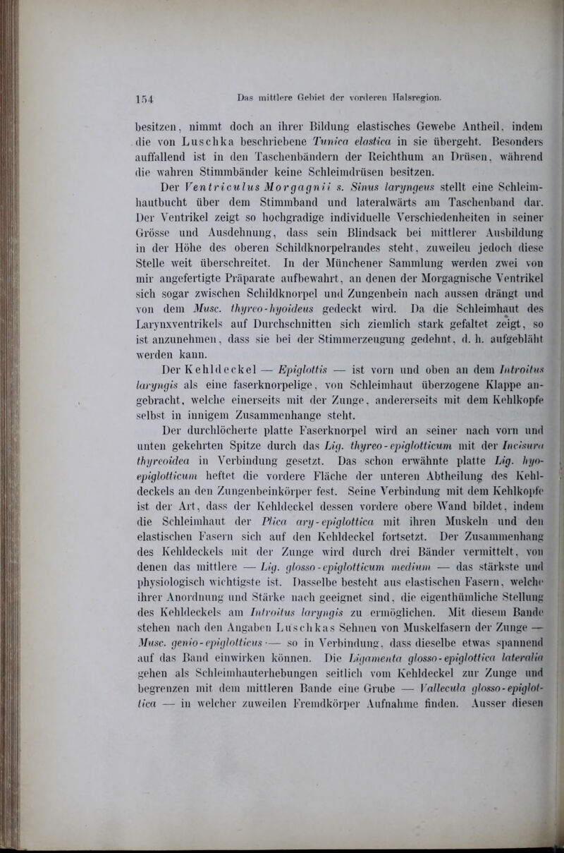 besitzen, nimmt doch an ihrer Bildung elastisches Gewebe Antheil. indem die von Luschka beschriebene Tunica elastica in sie übergeht. Besonders auffallend ist in den Taschenbändern der Reichthum an Drüsen, während die wahren Stimmbänder keine Schleimdrüsen besitzen. Der Ventriculus Morgagnii s. Sinna laryngem stellt eine Schleim- hautbucht über dem Stimmband und lateralwärts am Taschenband dar. Der Ventrikel zeigt so hochgradige individuelle Verschiedenheiten in seiner Grösse und Ausdehnung, dass sein ßlindsack bei mittlerer Ausbildung in der Höhe des oberen Schildknorpelrandes steht, zuweilen jedoch die.se Stelle weit überschreitet. In der Münchener Sammlung werden zwei von mir angefertigte Präparate aufbewahrt, an denen der Morgagnische Ventiikel sich sogar zwischen Schildknorpel und Zungenbein nach aussen drängt und von dem Muse, thyreo-hyokleus gedeckt wird. Da die Schleimhaut des Larynxventrikels auf Durchschnitten sich ziemlich stark gefaltet zeigt, so ist anzunehmen, dass sie bei der Stimmerzeugung gedehnt, d. h. aufgebläht werden kann. Der Kehldeckel — Epiglottis — ist vorn und oben an dem Introitus laryngis als eine faserknorpelige, von Schleimhaut überzogene Klappe an- gebracht . welche einerseits mit der Zunge, andererseits mit dem Kehlkopfe selbst in innigem Zusammenhänge steht. Der durchlöcherte platte Faserknorpel wird an seiner nach vorn und unten gekehrten Spitze durch das LiV/. thyreo-epiglotticum mit der thyreoidea in Verbindung gesetzt. Das schon erwähnte platte Lig. hyo- epiglotticuni heftet die vordere Fläche der unteren Abtheilung des Kehl- deckels an den Zungenbeinkörper fest. Seine Verbindung mit dem Kehlkopfe ist der Art, da.ss der Kehldeckel de.ssen vordere obere Wand bildet, indem die Schleimhaut der PI im ary-epiglottim mit ihren Muskeln und den elastischen Fasern sich auf den Kehldeckel fortsetzt. Der Zusammenhang | des Kehldeckels mit der Zunge wird durch drei Bänder vermittelt, von denen das mittlere — Lig. glosso - epiglotticum medium — das stärkste und physiologisch wichtigste ist. Dasselbebesteht aus elastischen Fasern, welche ihrer Anordnung und Stärke nach geeignet sind, die eigenthümliche Stellung des Kehldeckels am Introitus laryngis zu ermöglichen. Mit diei^em Bande stehen nach den Angaben Luschkas Sehnen von Muskelfasern der Zunge — Muse, genio-epiglotticus— so in Verbindung, dass dieselbe etwas s])annend auf das Baud einwirkeii können. Die Ligamenta glosso-epiglottica lateralia gehen als Schleimhauteihebungen seitlich vom Kehldeckel zur Zunge und begrenzen mit dem mittleren Bande eine Grube — Vallecula glosso-epiglol- tica — in welcher zuweilen Fremdkörper Aufnahme finden. Ausser diesen