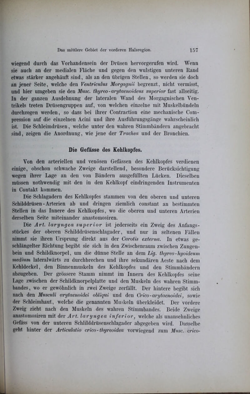 wiegend durch das Vorhandensein der Drüsen hervorgerufen wird. Wenn sie auch an der medialen Fläche und gegen den wulstigen unteren Rand etwas stärker angehäuft sind, als an den übrigen Stellen, so werden sie doch an jener Seite, welche den Ventriculus Morgagnii begrenzt, nicht vermisst, und hier umgeben sie den Muse, thyreo - arytaenoideus superior fast allseitig. In der ganzen Ausdehnung der lateralen Wand des Morgagnischen Ven- trikels treten Drüsengruppen auf, von welchen einzelne mit Muskelbündeln durchzogen werden, so dass bei ihrer Contraction eine mechanische Com- pression auf die einzelnen Acini und ihre Ausführungsgänge wahrscheinlich ist. Die Schleimdrüsen, welche unter den wahren Stimmbändern angebracht sind, zeigen die Anordnung, wie jene der Trachea und der Bronchien. Die Gefässe des Kehlkopfes. Von den arteriellen und venösen Gefässen des Kehlkopfes verdienen einige, obschon schwache Zweige darstellend, besondere Berücksichtigung wegen ihrer Lage an den von Bändern ausgefüllten Lücken. Dieselben müssen nothwendig mit den in den Kehlkopf eindringenden Instrumenten in Contakt kommen. Die Schlagadern des Kehlkopfes stammen von den oberen und unteren Schilddrüsen-Arterien ab und dringen ziemlich constant an bestimmten Stellen in das Innere des Kehlkopfes, wo die oberen und unteren Arterien derselben Seite miteinander anastomosiren. Die Art. laryngea superior ist jederseits ein Zweig des Anfangs- stückes der oberen Schilddrüsenschlagader, und nur in seltenen Fällen nimmt sie ihren Ursprung direkt aus der Carotis externa. In etwas ge- schlängelter Richtung begibt sie sich in den Zwischenraum zwischen Zungen- bein und Schildknorpel, um die dünne Stelle an dem Lig. thyreo-hyoideum medium lateralwärts zu durchbrechen und ihre sekundären Aeste nach dem Kehldeckel, den Binnenmuskeln des Kehlkopfes und den Stimmbändern ahzugehen. Der grössere Stamm nimmt im Innern des Kehlkopfes seine Lage zwischen der Schildknorpelplatte und den Muskeln des wahren Stimm- bandes , wo er gewöhnlich in zwei Zweige zerfällt. Der hintere begibt sich nach den Musculi arytaenoidei obliqui und den OiHco -arytaenoidei, sowie der Schleimhaut, welche die genannten IMii.skeln überkleidet. Der vordere Zweig zieht nach den Muskeln des wahren Stimmbandes. Beide Zweige anastomosiren mit der Art. laryngea inferior, welche als unansehnliches Gefäss von der unteren Schlilddrüsenschlagader abgegeben wird. Dasselbe geht hinter der Articulatio crico - thyreoidea vorwiegend zum Muse, crico-