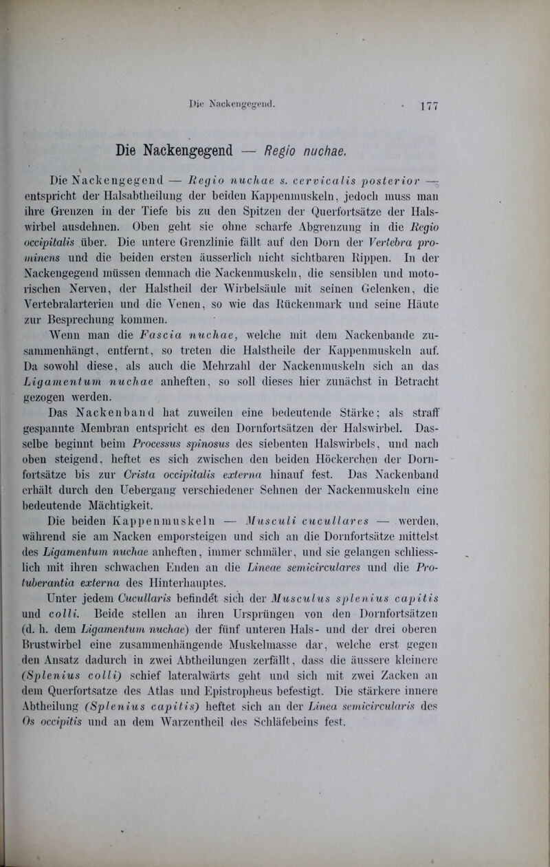 Die Nackengegend — Re^io nuchae. \ Die Nackciigegend — Regio nuchae s. cervicalis posterior — entspricht der nalsabtiieiluiig der beiden Kappeiiiimskeln, jedoch muss man ihre Grenzen in der Tiefe bis zu den Spitzen der Querfortsätze der Hals- wirbel ausdehnen. Oben geht sie ohne scharfe Abgrenzung in die Regio ocdpitalis über. Die untere Grenzlinie fällt auf den Dorn der Vertebra pro- minens lind die beiden ersten äusserlich nicht siclitbaren Rippen. In der Nackengegend müssen demnach die Nackenniuskeln, die sensiblen und moto- rischen Nerven, der Halstheil der Wirbelsäule mit seinen Gelenken, die Vertcbralaiterien und die Venen, so ivie das Rückenmark und seine Häute zur Besprechung kommen. Wenn man die Fas da nuchae, welche mit dem Nackenbande zu- sammenhängt, entfernt, so treten die Halstheile der Kappennmskcln auf. Da sowohl diese, als auch die Mehrzahl der Nackenmuskeln sich an das Ligamentum nuchae anheften, so soll dieses hier zunächst in Betracht gezogen werden. Das Nackenband hat zuweilen eine bedeutende Stärke; als straff gespannte Membran entspricht es den Dornfortsätzen der Halsivirbel. Das- selbe beginnt beim Processus spinosus des siebenten Halswirbels, und nach oben steigend, heftet es sich zivischen den beiden Höckerchen der Dorn- fortsätze bis zur Crista ocdpitalis externa hinauf fest. Das Nackenband erhält durch den Uebergang verschiedener Sehnen der Nackenmuskeln eine bedeutende Mächtigkeit. Die beiden Kappenniuskeln — Musculi cucullares — werden, während sie am Nacken emporsteigen und sich an die Dornfortsätze mittelst des Ligamentum nuchae anheften, immer schmäler, und sie gelangen schliess- lich mit ihren schwachen Enden an die Lineae semicirculares und die Pro- tuherantia externa des Hinterhauptes. Unter jedem Cucullaris befindet sich der Musculus splenius capitis und colli. Beide stellen an ihren Ursprüngen von den Dornfortsätzen (d. h. dem Ligamentum nuchae) der fünf unteren Hals- und der drei oberen Brustwirbel eine zusammenhängende Muskelmasse dar, welche erst gegen den Ansatz dadurch in zwei Abtheilungen zerfällt, dass die äussere kleinei e (Splenius colli) schief lateralwärts geht und sich mit zwei Zacken an dem Qnerfortsatze des Atlas und Epistropheus befestigt. Die stärkere innere Abtheilung (Splenius capitis) heftet sich an der 7n'neu semidrcularis des Os oedpitis und an dem Warzentheil des Schläfebeins fest.