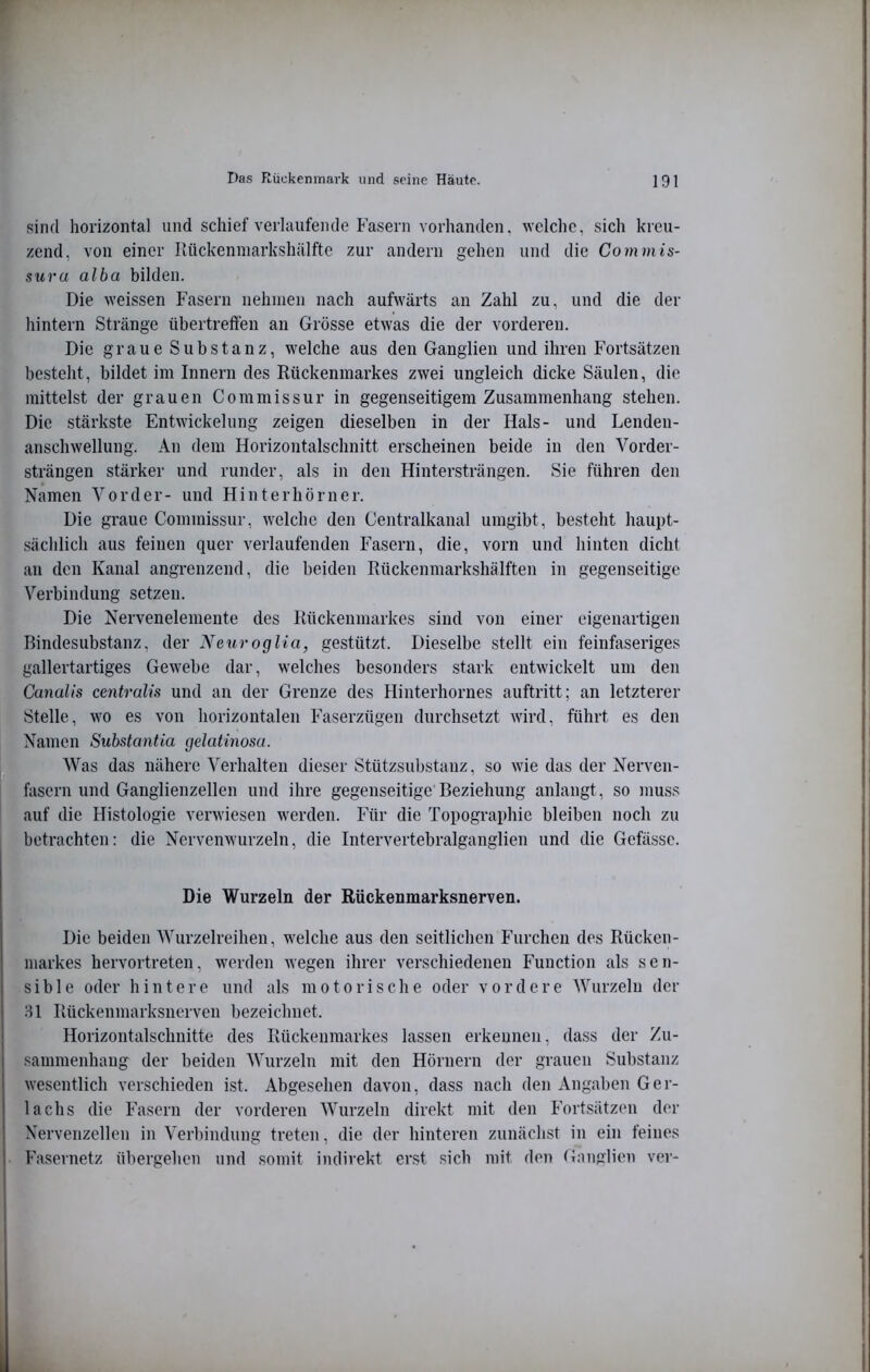 sind horizontal und schief verlaufende Fasern vorhanden, welche, sich kreu- zend, von einer Kückenniarkshälfte zur andern gehen und die Commis- sura alba bilden. Die weissen Fasern nehmen nach aufwärts an Zahl zu, und die der hintern Stränge übertreffen an Grösse etwas die der vorderen. Die graue Substanz, welche aus den Ganglien und ihren Fortsätzen besteht, bildet im Innern des Rückenmarkes zwei ungleich dicke Säulen, die mittelst der grauen Commissur in gegenseitigem Zusammenhang stehen. Die stärkste Entwickelung zeigen dieselben in der Hals- und Lendeu- anschwellung. An dem Horizontalschnitt erscheinen beide in den Vorder- strängen stärker und runder, als in den Hintersträngen. Sie führen den Namen Vorder- und Hinterhörner. Die graue Commissur, welche den Centralkanal umgibt, besteht haupt- sächlich aus feinen quer verlaufenden Fasern, die, vorn und hinten dicht an den Kanal angrenzend, die beiden Rückenmarkshälften in gegenseitige Verbindung setzen. Die Nervenelemeute des Rückenmarkes sind von einer eigenartigen Bindesubstanz, der Neuroglia, gestützt. Dieselbe stellt ein feinfaseriges gallertartiges Gew'ebe dar, welches besonders stark entwickelt um den Cunalis centralis und an der Grenze des Hinterhornes auftritt; an letzterer Stelle, wo es von horizontalen Faserzügen durchsetzt wird, führt es den Namen Substantia gelatinosa. |f ■; Was das nähere Verhalten dieser Stützsubstanz, so w'ie das der Nerven- fasern und Ganglienzellen und ihre gegenseitige Beziehung anlangt, so mus.s auf die Histologie verwiesen werden. Für die Topographie bleiben noch zu 'betrachten: die Nervenwurzeln, die Intervertebralganglien und die Gefässe. Die Wurzeln der Rückenmarksnerven. Die beiden Wurzelreihen, welche aus den seitlichen Furchen des Rücken- markes hervortreten, werden wegen ihrer verschiedenen Function als sen- sible oder hintere und als motorische oder vordere Wurzeln der Hl Rückenmarksnerven bezeichnet. Horizontalschnitte des Rückenmarkes lassen erkennen, dass der Zu- sammenhang der beiden Wurzeln mit den Hörnern der grauen Substanz wesentlich verschieden ist. Abgesehen davon, dass nach den Angaben Ger- lachs die Fasern der vorderen Wurzeln direkt mit den Fortsätzen der Nervenzellen in Verbindung treten, die der hinteren zunächst in ein feines Fasernetz übergehen und somit indirekt erst sich mit den Ganglien ver-