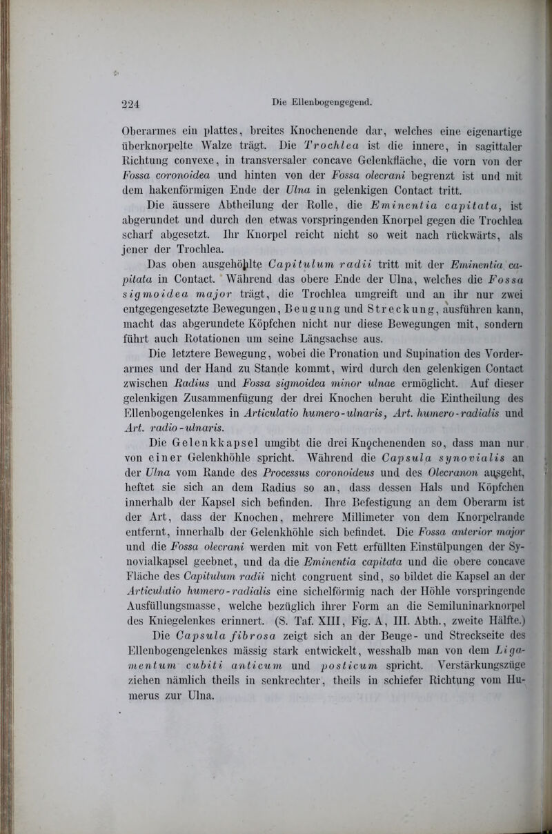Oberarmes ein plattes, breites Knochenemle dar, welches eine eigenartige überknorpelte Walze trägt. Die Trochlca ist die innere, in sagittaler Richtung convexe, in transversaler concave Gelenktläche, die vorn von der Fossa coronoidea und hinten von der Fossa olecrani begrenzt ist und mit dem hakenförmigen Ende der Ulna in gelenkigen Contact tritt. Die äussere Abtlieilung der Rolle, die Emineyitia capilatu, ist abgerundet und durch den etwas vorspringenden Knorpel gegen die Trochlea scharf abgesetzt. Ihr Knorpel reicht nicht so weit nach rückwärts, als jener der Trochlea. Das oben ausgehöiilte Capitulum radii tritt mit der Eminentia ca- pitata in Contact. Während das obere Ende der Ulna, welches die Fossa sigmo idea major trägt, die Trochlea umgreift und an ihr nur zw'ei entgegengesetzte Bewegungen, Beugung und Streckung, ausführen kann, macht das abgerundete Köpfchen nicht nur diese Bewegungen mit, sondern führt auch Rotationen um seine Längsachse aus. Die letztere Bewegung, wobei die Pronation und Supination des Vorder- armes und der Hand zu Stande kommt, wird durch den gelenkigen Contact zwischen Radius und Fossa sigmoidea minor ulnae ermöglicht. Auf dieser gelenkigen Zusammenfügung der drei Knochen beruht die Eintheilung des Ellenbogengelenkes in Ärticulatio humero-ulnaris, Art. humero-radialis und Art. radio-ulnaris. Die Gelenkkapsel umgibt die drei Knychenenden so, dass man nur von einer Gelenkhöhle spricht. Während die Capsula synovialis an der Ulna vom Rande des Processus coronoideus und des Olecranon ag^gelit, heftet sie sich an dem Radius so an, dass dessen Hals und Köpfchen innerhalb der Kapsel sich befinden. Ihre Befestigung an dem Oberarm ist der Art, dass der Knochen, mehrere Millimeter von dem Knorpelraude entfernt, innerhalb der Gelenkhöhle sich befindet. Die Fossa anterior major und die Fossa olecrani werden mit von Fett erfüllten Einstülpungen der Sy- novialkapsel geebnet, und da die Eminentia capitata und die obere concave Fläche des Capitulum radii nicht congruent sind, so bildet die Kapsel an der Ärticulatio humero - radialis eine sichelförmig nach der Höhle vorspringendc Ausfüllungsmasse, welche bezüglich ihrer Form an die Semiluninarknorpel des Kniegelenkes erinnert. (S. Taf. XHI, Fig. A, III. Abth., zweite Hälfte.) Die Capsula fibrosa zeigt sich an der Beuge- und Streckseite des Ellenbogengelenkes mässig stark entwickelt, wesshalb man von dem Liga- mentum cubiti anticum und posticum spricht. Verstärkungszüge ziehen nämlich theils in senkrechter, theils in schiefer Richtung vom Hu- merus zur Ulna.