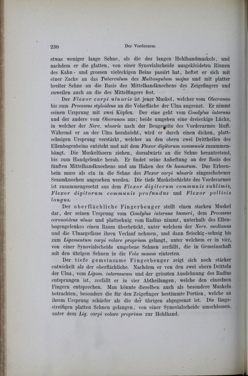 etwas weniger lange Sehne, als die des langen Hohlhandrauskels, und nachdem er die glatten, von einer Synovialscheide ausgekleideten Kinnen des Kahn- und grossen vieleckigen Beins passirt hat, heftet er sich mit einer Zacke an das Tuberculum des Multangulum majus und mit platter breiter Sehne an die Basis des Mittelhandknochens des Zeigefingers und zuweilen auch an die des Mittelfingers fest. Der Flexor carpi ulnaris ist jener Muskel, welcher vom Olecranon bis zum Processus styloideus an die Volarfläche der Ulna angrenzt. Er nimmt seinen Ursprung mit zwei Köpfen. Der eine geht vom Condylus internus und der andere vom Olecranon aus; beide umgeben eine dreieckige Lücke, in welcher der Nerv, ulnaris nach der Beuge|pite des Vorderarmes läuft. Während er an der Ulna herabzieht, wird er durch einen dicken, platt- sehnigen Ursprung verstärkt, welcher an den obern zwei Drittheilen des Ellenbogenbeins entsteht und mit dem Flexor digitorum communis zusammen- hängt. Die Muskelfasern ziehen, dorsalwärts an die Sehne herantretend, bis zum Handgelenke herab. Er findet seine Anheftung an der Basis des fünften Mittelhandknochens und am Haken des Os humatum. Das Erbsen- bein muss als ein in die Sehne des Flexor carpi ulnaris eingeschobener Sesamknochen angesehen werden. Die tiefe Muskelschichte des Vorderarmes ist zusammengesetzt aus dem Flexor digitorum communis sublimis, Flexor digitorum communis profundus und Flexor pollicis longus. - Der oberflächliche Fingerbeuger stellt einen starken Muskel dar, der seinen Ursprung vom Condylus internus humeri, dem Processus coronoideus ulnae und plattsehnig vom Radius nimmt, unterhalb des Ellen- bogengelenkes einen Raum überbrückt, unter welchem der Nerv, medianus und die Ulnargefässe ihren Verlauf nehmen, und dann fleischig-sehnig bis zum Ligamentum carpi volare proprium gelangt, unter welchem er in vier, von einer Synovialscheide umgebene Sehnen zerfällt, die in Gemeinschaft mit den übrigen Sehnen in die Vola manus eintreten. Der tiefe gemeinsame Fingefbeuger zeigt sich noch stärker entwickelt als der oberflächliche. Nachdem er von den zwei obern Dritteln der Ulna, vom Ligam. interosseum und der grössten Ausdehnung des Radius entsprungen ist, zerfällt er in vier Abtheilungen, welche den einzelnen Fingern entsprechen. Man könnte dieselben auch als besondere Muskeln betrachten, besonders die für den Zeigefinger bestimmte Portion, welche an ihrem Ursprung schärfer als die der übrigen abgegrenzt ist. Die längs- streifigen platten Sehnen gelangen, von einer Synovialscheide umschlossen, unter dem Lig. carpi volare proprium zur Hohlhand. /