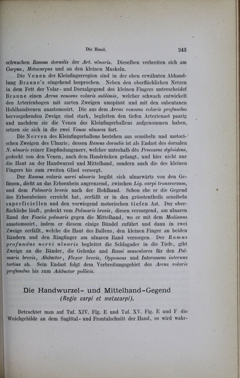 schwachen Ramus doi'salis der Art. ulnaris. Dieselben verbreiten sich am Carpus, Mdacarpus und an den kleinen Muskeln. Die Venen der Kleinfingerregion sind in der oben erwähnten Abhand- lung Braune’s eingehend besprochen. Neben den oberflächlichen Netzen in dem Fett der Volar- und Dorsalgegend des kleinen Fingers unterscheidet Braune einen Arcus venosus volaris sublimis, welcher schwach entwickelt den Arterienbogen mit zarten Zweigen umspinnt und mit den subcutanen llohlhandvenen anastomosirt. Die aus dem Arcus venosus volaris profundus hervorgehenden Zweige sind stark, begleiten den tiefen Arterienast paarig und nachdem sie die Venen des Kleinfingerballens aufgenommen haben, setzen sie sich in die zwei Venae ulnares fort. Die Nerven des Kleinfingerballens bestehen aus sensibeln und motori-' sehen Zweigen des Ulnaris; dessen Ramus dorsalis ist als bhidast des dorsalen N. xdnaris reiner Empfindungsnerv, welcher unterhalb d6s Processus styloideus, gedeckt von den Venen, nach dem Handrücken gelangt, und hier nicht nur die Haut an der Handwurzel und Mittelhand, sondern auch die des kleinen Fingers bis zum zweiten Glied versorgt. Der Ramus volaris nervi ulnaris begibt sich ulnarwärts von den Ge- fässen, dicht an das Erbsenbein angrenzend, zwischen Lig. carpi trunsversum, und dem Palmaris brevis nach der Hohlhand. Schon ehe er die Gegend des Erbsenbeines erreicht hat, zerfällt er in den grösstentheils sensibeln superficieilen und den vorwiegend motorischen tiefen Ast. De;- ober- flächliche läuft, gedeckt vom Palmaris brevis, diesen versorgend, am ulnaren Rand der Fascia palmaris gegen die Mittelhand, wo er mit dem Medianus anastomosirt, indem er diesem einige Bündel zuführt und dann in zwei Zweige zerfällt, welche die Haut des Ballens, den kleinen Finger an beiden Rändern und den Ringfinger am ulnaren Rand versorgen. Der Ramus profundus nervi ulnaris begleitet die Schlagader in die Tiefe, gibt Zweige an die Bänder, die Gelenke und Rami musculares für den Pal- maris brevis, Abductor, Flexor brevis, Opponens und Interosseus intermis tertius ab. Sein Endast folgt dem Verbreitungsgebiet des Arcus volaris profundus bis zum Adductor pollicis. Die Handwurzel- und Mittelhand-Gegend (Regio carpi et metacarpi). Betrachtet man auf Taf. XIV. Fig. E und Taf. XV. Fig. E und F die Weichgebilde an dem Sagittal-und Frontalschnitt der Hand, so wird wahr-