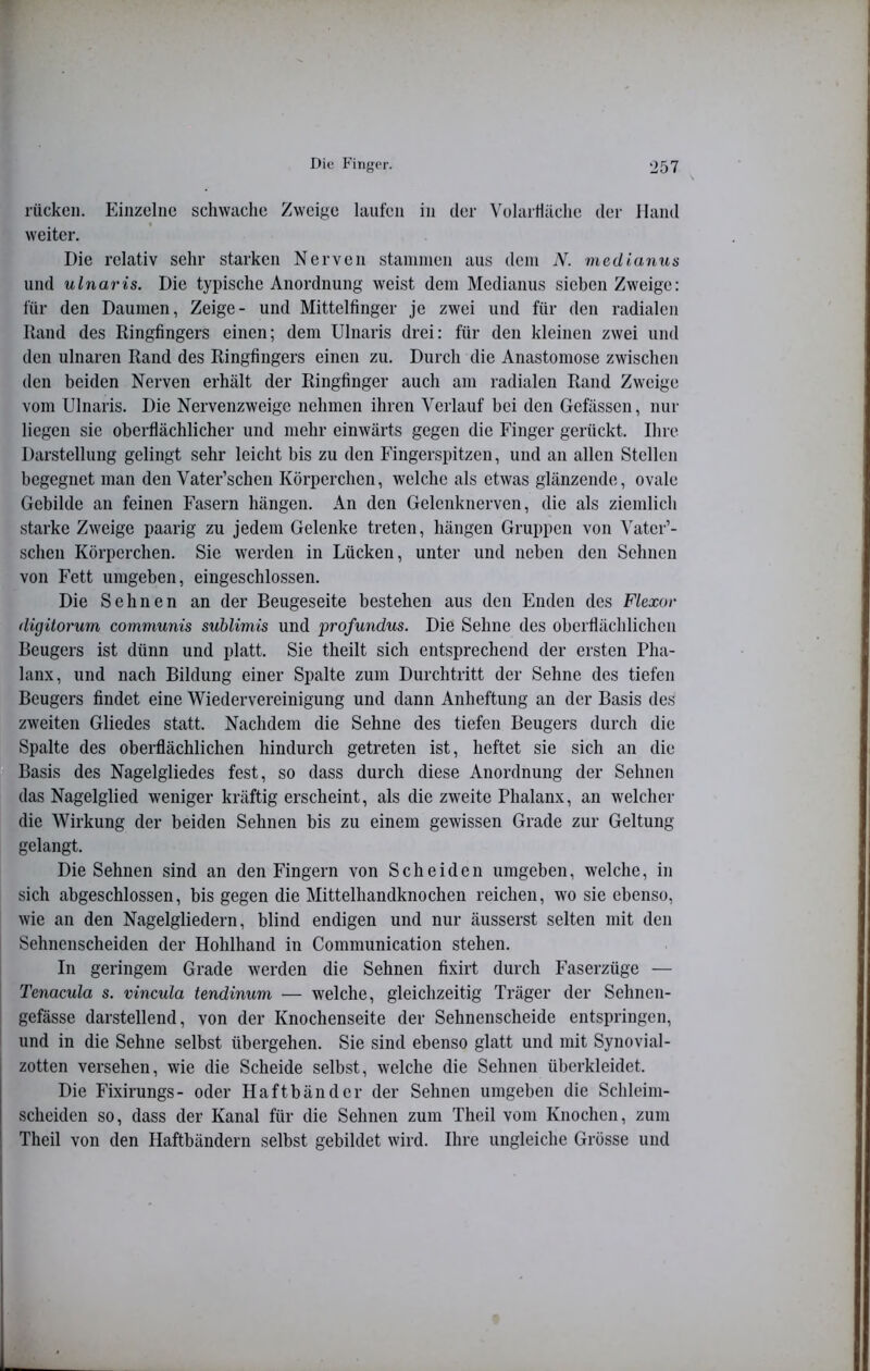 rücken, knnzelne schwache Zweige laufen in der Volartläche der Hand weiter. Die relativ sehr starken Nerven stammen aus dem N. medianus und uInaris. Die typische Anordnung weist dem Medianus sieben Zweige: für den Daumen, Zeige- und Mittelfinger je zwei und für den radialen Rand des Ringfingers einen; dem Ulnaris drei: für den kleinen zwei und den ulnaren Rand des Ringfingers einen zu. Durch die Anastomose zwischen den beiden Nerven erhält der Ringfinger auch am radialen Rand Zweige vom Ulnaris. Die Nervenzweige nehmen ihren Verlauf bei den Gefässen, nur liegen sie oberflächlicher und mehr einwärts gegen die Finger gerückt. Ihre Darstellung gelingt sehr leicht bis zu den Fingerspitzen, und an allen Stellen begegnet man den Vater’schen Körperchen, welche als etwas glänzende, ovale Gebilde an feinen Fasern hängen. An den Gelenknerven, die als ziemlich starke Zweige paarig zu jedem Gelenke treten, hängen Gruppen von Vatcr’- schen Körperchen. Sie werden in Lücken, unter und neben den Sehnen von Fett umgeben, eingeschlossen. Die Sehnen an der Beugeseite bestehen aus den Enden des Flexor digitorum communis suhlimis und profundus. Die Sehne des oberflächlichen Beugers ist dünn und platt. Sie theilt sich entsprechend der ersten Pha- lanx, und nach Bildung einer Spalte zum Durchtritt der Sehne des tiefen Beugers findet eine Wiedervereinigung und dann Anheftung an der Basis des zweiten Gliedes statt. Nachdem die Sehne des tiefen Beugers durch die Spalte des oberflächlichen hindurch getreten ist, heftet sie sich an die Basis des Nagelgliedes fest, so dass durch diese Anordnung der Sehnen das Nagelglied weniger kräftig erscheint, als die zweite Phalanx, an welcher die Wirkung der beiden Sehnen bis zu einem gewissen Grade zur Geltung gelangt. Die Sehnen sind an den Fingern von Scheiden umgeben, welche, in sich abgeschlossen, bis gegen die Mittelhandknochen reichen, wo sie ebenso, wie an den Nagelgliedern, blind endigen und nur äusserst selten mit den Sehnenscheiden der Hohlhand in Communication stehen. In geringem Grade werden die Sehnen fixirt durch Faserzüge — Tenacula s. vincula tendinum — welche, gleichzeitig Träger der Sehnen- gefässe darstellend, von der Knochenseite der Sehnenscheide entspringen, und in die Sehne selbst übergehen. Sie sind ebenso glatt und mit Synovial- zotten versehen, wie die Scheide selbst, welche die Sehnen überkleidet. Die Fixirungs- oder Haftbänder der Sehnen umgeben die Schleim- scheiden so, dass der Kanal für die Sehnen zum Theil vom Knochen, zum Theil von den Haftbändern selbst gebildet wird. Ihre ungleiche Grösse und