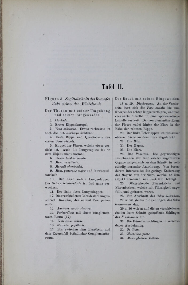 Figura 3. Sagittalschnilt des Rumpfes links neben der Wirbelsäule. Der Thorax mit seiner Umgebung und seinen Eingeweiden. 1. Clavicula. 2. Erster Rippenknorpel. 3. Vena subclavia. Etwas rückwärts ist auch die Art. subclavia sichtbar. 4. Erste Rippe und Querfortsatz des ersten Brustwirbels. 5. Kuppel der Pleura, welche etwas ver- dickt ist. Auch die Lungenspitze ist an dem Objekt nicht normal. 6. Fascia lumbo-dorsalis. I. Muse, cucullaris. 8. Musculi rhomboidei. 9. Muse, pectoralis major und Interkostal- muskeln. 10. Der linke untere Lungenlappen. Der Sulcus interlobularis ist fast ganz ver- wachsen. II. Der linke obere Lungenlappen. 12. Die verschiedenen Gebilde der Lungen- wurzel. Bronchus, Arteria und Vena pulmo- nalis. 13. Auricula cordis sinislra. 14. Pericardium mit einem complemen- tären Raum (17). 15. Ventriculus sinister. 16. Musculus papillaris. 17. Ein zwischen dem Brustbein und dem Zwerchfell befindlicher Complementär- Der Bauch mit seinen Eingeweiden. 18 u. 19. Diaphragma. An der Vorder- seite lässt sich die Pars r.ostalis bis zum Knorpel der achten Rippe verfolgen, während rückwärts dieselbe in eine aponeurotische Lamelle auslauft. Der complementärc Raum der Pleura endet hinter der Niere in der Nähe der zehnten Rippe. 20. Der linke Leberlappen ist mit seiner oberen Fläche an dem Herz abgedrückt. 21. Die Milz. 22. Der Magen. 23. Die Niere. 24. Das Pancreas. Die gegenseitigen Beziehungen der fünf zuletzt angeführten Organe zeigen sich an dem Schnitt in voll- ständig normaler Anordnung. Von beson- derem Interesse ist die geringe Entfernung des Magens von der Niere, welche, an dem Objekt gemessen, nur 3—4 Mm. beträgt. 25. Offenstehende Nierenkelche und Nierenbecken, welche mit Flüssigkeit ange- füllt und gefroren waren. 26. Ein Abschnitt des Colon descendens. 27 u. 28 stellen die Schlingen des Colon transversum dar. 29 u. 30 weisen auf die an verschiedenen Stellen beim Schnitt getroffenen Schlingen des S romanum hin. 31. Die Dünndarmsehlingen in verschie- dener Ausdehnung. 32 Os ilium. 33. Muse, ilio-psoas.