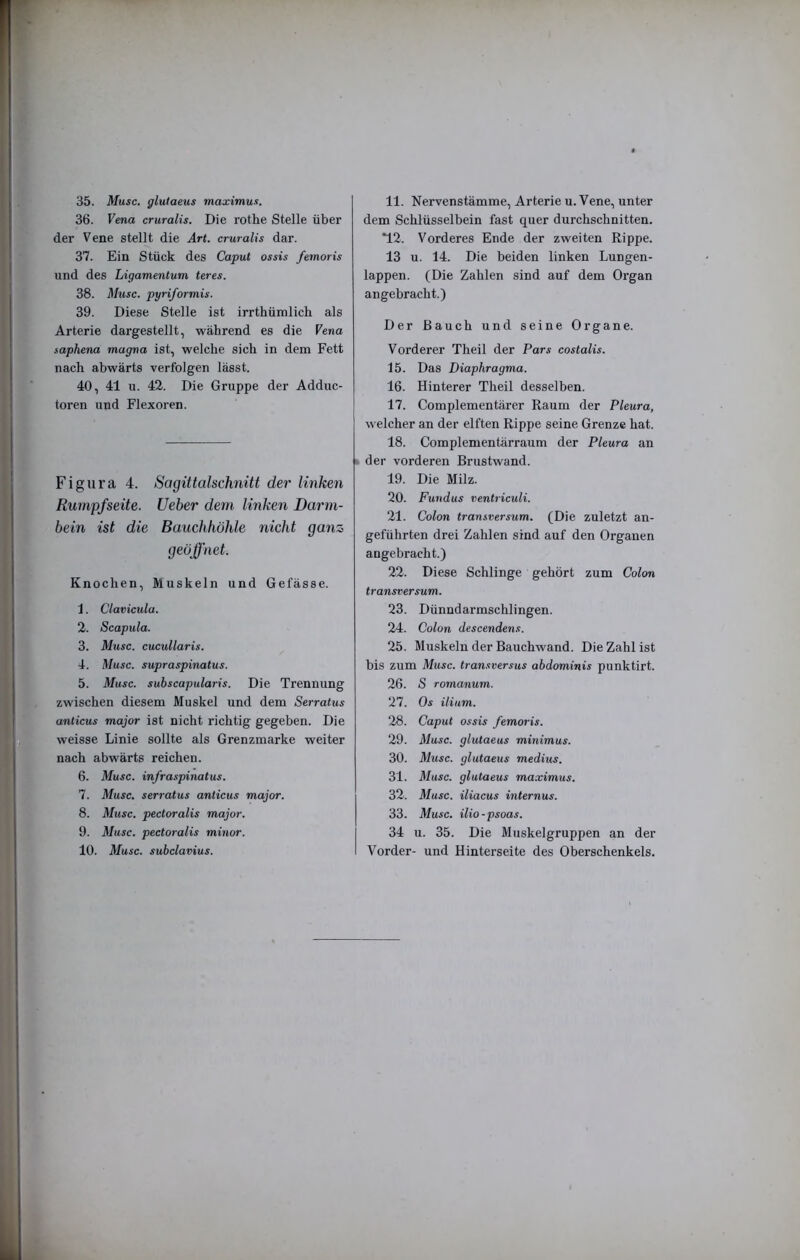 36. Vena cruralis. Die rothe Stelle über der Vene stellt die Art. cruralis dar. 37. Ein Stück des Caput ossis femoris und des Ligamentum teres. 38. Muse, pyriformis. 39. Diese Stelle ist irrthümlich als Arterie dargestellt, während es die Vena saphena magna ist, welche sich in dem Fett nach abwärts verfolgen lässt. 40. 41 u. 42. Die Gruppe der Adduc- toren und Flexoren. Figura 4. Sagittalschnitt der linken Rumpfseite. lieber dem linken Darm- bein ist die Bauchhöhle nicht ganz geöffnet. Knochen, Muskeln und Gefässe. 1. Clavicula. 2. Scapula. 3. Muse, cucullaris. 4. Muse, supraspinatus. 5. Muse, subscapularis. Die Trennung zwischen diesem Muskel und dem Serratus anticus major ist nicht richtig gegeben. Die weisse Linie sollte als Grenzmarke weiter nach abwärts reichen. 6. Muse, infraspinatus. 7. Muse, serratus anticus major. 8. Muse, pectoralis major. 9. Muse, pectoralis minor. 10. Muse, subclavius. dem Schlüsselbein fast quer durchschnitten. “12. Vorderes Ende der zweiten Rippe. 13 u. 14. Die beiden linken Lungen- lappen. (Die Zahlen sind auf dem Organ angebracht.) Der Bauch und seine Organe. Vorderer Theil der Pars costalis. 15. Das Diaphragma. 16. Hinterer Theil desselben. 17. Complementärer Raum der Pleura, welcher an der elften Rippe seine Grenze hat. 18. Complementärraum der Pleura an der vorderen Brustwand. 19. Die Milz. 20. Fundus ventriculi. 21. Colon transversum. (Die zuletzt an- geführten drei Zahlen sind auf den Organen angebracht.) 22. Diese Schlinge gehört zum Colon transversum. 23. Dünndarmschlingen. 24. Colon descendens. 25. Muskeln der Bauch wand. Die Zahl ist bis zum Muse, tramversus abdominis punktirt. 26. S romanum. 27. Os ilium. 28. Caput ossis femoris. 29. Muse, glutaeus minimus. 30. Muse, glutaeus medius. 31. Muse, glutaeus maximus. 32. Muse, iliacus internus. 33. Muse, ilio-psoas. 34 u. 35. Die Muskelgruppen an der Vorder- und Hinterseite des Oberschenkels.