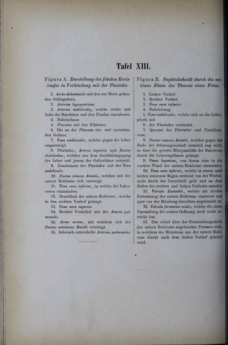 Figura A. Darstellung des fötalen Kreis- laufes in Verbindung mit der Placenta. 1. Aorta abdominalis mit den zur Niere gehen- den Schlagadern. 2. Arteriae hypogaslricae. 3. Arteriae umbilicales, welche rechts und links die Harnblase und den Urachus einrahmen. 4. Nabelschnur. 5. Placenta mit den Eihäuten. 6. Die an der Placenta ein- und austreten- den Gefässe. 7. Vena umbilicalis, welche gegen die Leber emporsteigt. 8. Pfortader, Arleria hepatica und Ductus choledochus, welcher aus dem Ausführungsgang der Leber und jenem der Gallenblase entsteht. 9. Anastomose der Pfortader mit der Vena umbilicalis. 10. Ductus venosus Arantii, welcher mit der untern Hohlvene sich vereinigt. 11. Vena cara inferior, in welche die Leber- venen einmünden. 12. Brusttheil der untern Hohlvene, welche in den rechten Vorhof gelangt. 13. Vena cara superior. 14. Rechter Ventrikel mit der Arteria pul- monalis. 15. Arcus aortae, mit welchem sich der Ductus arteriosus Botalli vereinigt. 16. Schwach entwickelte Arteriae pulmonales. Figura B. Sagittalschnitt durch die me- diane Ebene des Thorax eines Fötus. 1. Linker Vorhof. 2. Rechter Vorhof. 3. Vena cara inferior. 4. Nabelstrang. 5. Vena umbilicalis, welche sich an der Leber- pforte mit 6. der Pfortader verbindet. 7. Querast der Pfortader und Umbilical- vene. 8. Ductus venosus Arantii, welcher gegen das Ende der Schwangerschaft ziemlich eng wird,', so dass die grösste Blutquantität der Nabclvene' durch die Lebercapillaren gelangt. 9. Venae hepaticae, von denen eine in die vordere Wand der untern Hohlvene einmündet. 10. Vena cava inferior, welche in einem nach hinten convexen Bogen entfernt von der Wirbel- säiüe durch das Zwerchfell geht und an dem Boden des rechten und linken Vorhofes mündet 11. Valvula Eustachii, welche als direkte Fortsetzung der untern Hohlvene erscheint und quer vor der Mündung derselben angebracht ist. 12. Valcula foraminis ovalis, welche die obere Umrandung der ovalen OefFnung noch nicht er- i reicht hat. 13. Das schief über der Einmündungsstelle, der untern Hohlvene angebrachte Foramen orale, in welchem der Blutstrom aus der untern Hohl- vene direkt nach dem linken Vorhof geleitet' wird.