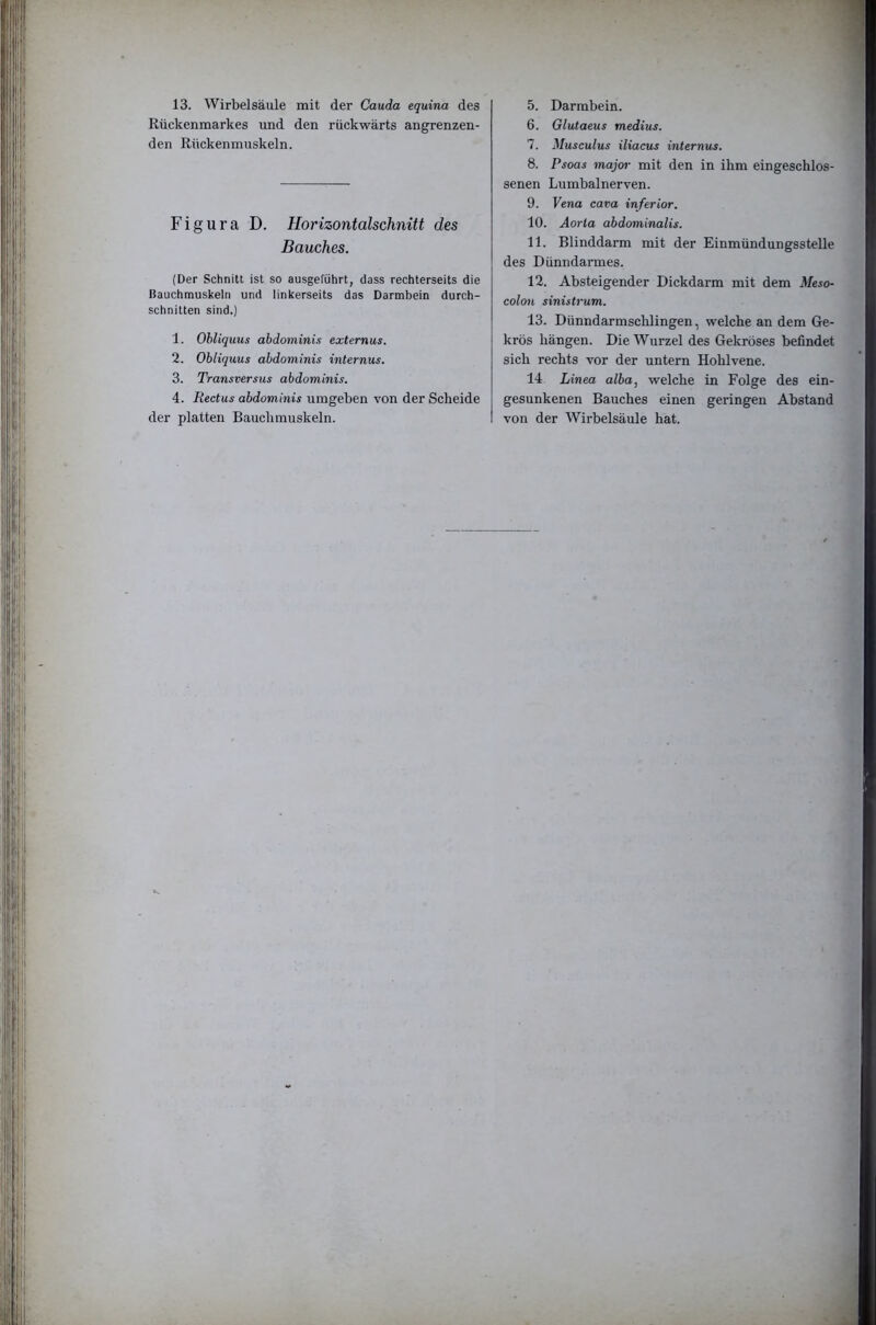 13. Wirbelsäule mit der Cauda equina des Rückenmarkes und den rückwärts angrenzen- den Rückenmuskeln. Figura D. Horizontalschnitt des Bauches. (Der Schnitt ist so ausgeführt, dass rechterseits die Bauchmuskeln und linkerseits das Darmbein durch- schnitten sind.) 1. Ohliquus abdominis externus. 2. Ohliquus abdominis internus. 3. Transversus abdominis. 4. Rectus abdominis umgeben von der Scheide der platten Bauchmuskeln. 5. Darmbein. 6. Glutaeus medius. 7. Musculus iliacus internus. 8. Psoas major mit den in ihm eingeschlos- senen Lumbalnerven. 9. Vena cava inferior. 10. Aorta abdominalis. 11. Blinddarm mit der Einmündungsstelle des Dünndarmes. 12. Absteigender Dickdarm mit dem Meso- colon sinistrum. 13. Dünndarmsclüingen, welche an dem Ge- krös hängen. Die Wurzel des Gekröses befindet sich rechts vor der untern Hohlvene. 14 Linea alha, welche in Folge des ein- gesunkenen Bauches einen geringen Abstand von der Wirbelsäule hat.