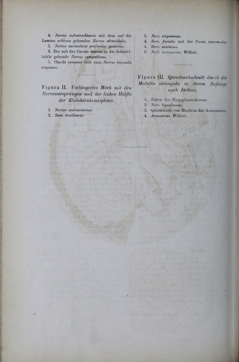 Lamina cribrosa gehenden Nervus ethmoidalis. 5. Nervus auricularis profundus posterior. 6. Der mit der Carotis interna in die Schädel- höhle gehende Nervus sympathicus. 1. Chorda tympani tiitt zum Nervus lingualis Irigemini. Figura II. Verlängertes Mark mit den Nervenursprüngen und der Unken Hälfte der Kleinhirnhemisjdiäre. 1. Nervus oculomotorius. 2. Nerv, trochlearis. 4. Nerv, facialis mit der Portio intennediu. 5. Nerv, acusticiis. (). Nerr. accessoritis Willisii. Figura III. Querdurehseimitt dureh die Medulla oblongata in ihrem Anfänge nach Deiters. 1. Zellen de.s Ilypoglossu.skeriie.s. 2. Nerr. hypoglossus. 3. Querschnitt von Bündeln des Access<jriiis. 4. Accessorius iri7/i.«ii.