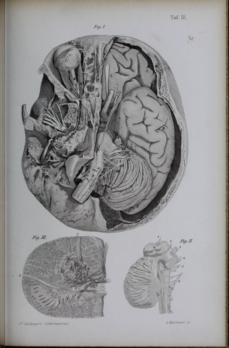 p i I f i i I !| I Tai'. IIL, FiQ. r J)^Jiii/im^er's Gehirnnerven. A MAermann sc