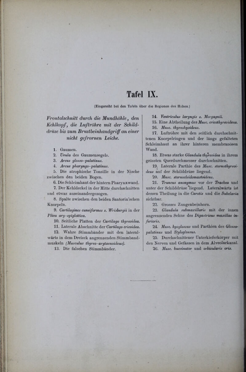 (Eingereiht bei den Tafeln über die Kegionen des Halses.) Frontalschnitt durch die Mundhöhle, den Kehlkopf, die Luftröhre mit der Schild- drüse bis zum Brustbeinhandgriff an einer nicht gefrornen Leiche. 1. Gaumen. 2. Uvula des Gaumensegels. 3. Arcus glosso-palatinus. 4. Arcus pharyngo-palatinus. 5. Die atrophische Tonsille in der Nische zwischen den beiden Bogen. 6. Die Schleimhaut der hintern Pliarynxwand. 7. Der Kehldeckel in der Mitte durchschnitten und etwas auseinandergezogen. 8. Spalte zwischen den beiden Santorin’schen Knorpeln. 9. Cartilagines cuneiformes s. Wrisbergii in der Plica ary - epiglottica. 10. Seitliche Platten der Cartilago ihyreoidea. 11. Laterale Abschnitte der Cartilago cricoidea. 12. Wahre Stimmbänder mit den lateral- wärts in dem Dreieck angrenzenden Stimmband- muskeln (Musculus thyreo-arytaenoideus). 13. Die falschen Stimmbänder. 14. Ventriculus laryngis s. Morgagnii. 15. Eine Abtheilung des Muse, cricothyreoideus. 16. Muse, thyreohyaideus. 17. Luftröhre mit den seitlich durchschnit- tenen Knorpelringen und der längs gefalteten Schleimhaut an ihrer hinteren membranösen Wand. 18. Etwas starke Glandula thyreoidea in ihrem grössten Querdurchmesser durchschnitten. 19. Laterale Parthie des Muse, stemothyreoi- deus auf der Schilddrüse liegend. 20. Muse, sternocleidomastoideus. 21. Truncus anonymus vor der Trachea und unter der Schilddrüse 'liegend. Lateralwärts ist dessen Tlieilung in die Carotis und die Subclavia sichtbar. 22. Grosses Zungenbeinhorn. 23. Glandula submaxillaris mit der innen angrenzenden Sehne des Digaslricus maxillae in- ferioris. 24. Muse, hyoglossus und Parthien des Glosso- palatinus und Styloglossus. 25. Durchschnittener Unterkieferkörper mit den Nerven und Gefässen in dem Alveolarkanal. 26. Muse, buednator und orbicularis oris.