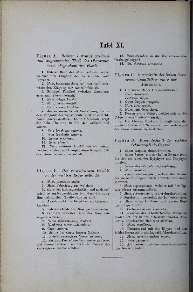 Figura A. Rechter Introitus axillaris und angrenzender Theil des Oberarmes nach Wegnahme der Fascie. 1. Unterer Rand des Muse, pectoralis major.^ welcher den Eingang der Achselliolile vorn begrenzt. 2. Muse, latissimus dorsi schliesst nach rück- wärts den Eingang der Achselhölile ah. 3. Sehniges Fascikel zwischen Latissimus dorsi und Trieeps brachii.' 4. Muse, trieeps braehii. 5. Muse, bieeps braehii. 6. Muse, euraeo - braehialis. 7. Arteria braehialis als Fortsetzung der in dem Eingang der Achselhöhle theilweise sicht- baren Arteria axillaris. Die Art. braehialis zeigt die hohe Theilung in die Art. radialis und ulnaris. 8. Vena braehialis interna. 9. Vena braehialis externa. 10. Nerrus medianus. 11. Nerv, ulnaris. 12. Nerv, eutaneus braehii internus minor^ welcher an dem mit Lymphdrüsen belegten Fett der Fossa axillaris hervortritt. Figura B. Die verschiedenen Gebilde in der rechten Regio deltoidea. 1. Muse, peetoralis major. 2. Muse, deltoideus, aus welchem 3. ein Stück herausgeschnitten und nach auf- wärts so zurückgeschlagen ist, dass die unter ihm befindlichen Theile sichtbar sind. 4. Ansatzpunkt des Deltoideus am Oberarm- knochen. 5. Laterales Ende des Muse, peetoralis minor. 6. Sehniges laterales Ende des Muse, sub- seapularis minor. 7. Bursa subaeromialis, geöffnet. 8. Membrana eoraeo-elavieularis. 9. Caput humeri. 10. Sehne des Caput longum bicipitis. 11. Arteria eireumjlexa humeri anterior. 12. Art. und Vena eireumflexa humeri posterior. Bei diesen Gefässen ist auch der Endast des Cireumßexus axillae sichtbar. 13. Vena eephaliea in die Mohrenheim’sehe Grube gelangend. 14. ' Art. thoraeieo-acromialis. Figura C. Querschnitt des linken Ober- armes unmittelbar hinter der Achselhöhle. 1. Durchschnittener Oberarmknochen. 2. Aluse. deltoideus. 3. Peetoralis major. 4. Caput longum trieipitis. 5. Muse, teres major. 6. Muse, latissimus dorsi. 7. Dessen platte Sehne, welche sich an die Crista tubereuli minoris ansetzt. 8. Die kleinen Muskeln in Begleitung der grossen Gefässe und Nervenstämme, welche aus der Fossa axillaris heraustreten. Figura D. Frontalschnitt der rechten Schulter gelenk- Gegend. 1. Caput seapulae durchschnitten. 2. Caput humeri mit der hellen Grenzmarke, die sich zwischen der Epiphyse und Diaphyse hinzieht. 3. Sehne des Museulus infraspinatus. 4. Muse, deltoideus. 5. Bursa subaeromialis, welche die Grenze der Acromial - Gegend nach abwärts weit über- schreitet. 6. Muse, supraspinatus, welcher mit der Cap- sula fibrosa zusammenfliesst. 7. Mu.^e. subseapularisschief durchschnitten. 8. Durchschnittene Sehne des Latissimus dor.si. 9. Muse, coraeo-braehialis und kurzer Kopf des Bieeps braehii. 10. Portio aeromialis elaviculae. 11. Aeromion des Schulterblattes. Zwischen beiden ist der in der Articulatio aeromio-elari- eularis angebrachte Meniscus sichtbar. 12. Muse, eueullaris. 13. Thoraxwand mit den Rippen und den beiden Intercostalmuskeln, schief durchschnitten. 14. Muse, serratus antieus major. 15. Vena axillaris. 16. Art. axillaris mit den dieselbe umgeben- den Neiwenbündeln.