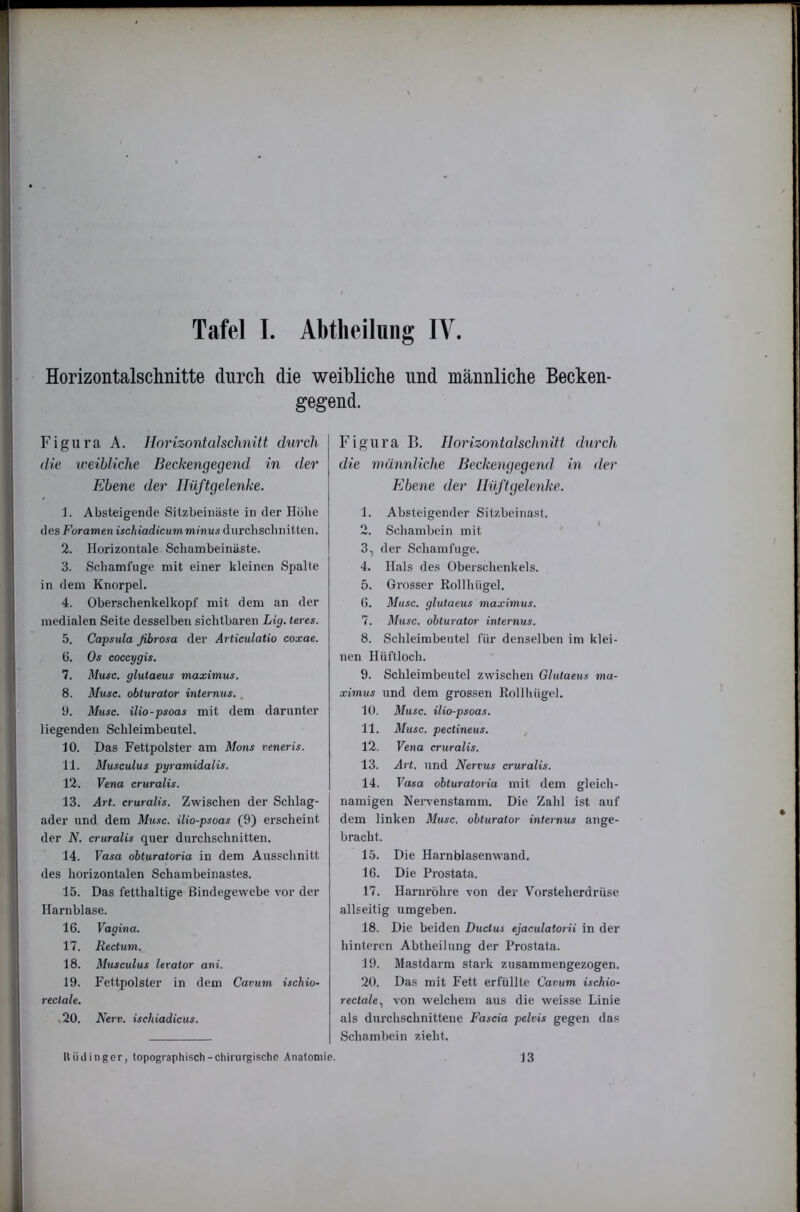 Tafel I. Abtlieilung IV. Horizontalschnitte durch die weibliche und männliche Becken- gegend. Figura A. Horizontalschnitt durch die iceihliche Beckengegend in der Ebene der Hüftgelenke. 1. Absteigende Sitzbeinäste in der Höbe des Foramen isc/iiadicutn minus durchschnitten. 2. Horizontale Schambeinäste. 3. Schamfuge mit einer kleinen Spalte in dem Knorpel. 4. Oberschenkelkopf mit dem an der medialen Seite desselben sichtbaren Lig. teres. 5. Capsula ßbrosa der Articulatio coxae. ü. Os coccygis. 7. Muse, gluiaeus maximus. 8. Muse, obturator internus.. 1). Muse, ilio-psoas mit dem darunter liegenden Schleimbeutel. 10. Das Fettpolster am Mons reneris. 11. Musculus pyramidalis. 12. Vena cruralis. 13. Art. cruralis. Zwischen der Schlag- ader und dem Muse, ilio-psoas (9) erscheint der N. eruralis quer durchschnitten. 14. Vasa obturatoria in dem Ausschnitt des horizontalen Schambeinastes. 15. Das fetthaltige Bindegewebe vor der Harnblase. 16. Vagina. 17. Reetum. 18. Musculus lerator ani. 19. Fettpolster in dem Carum ischio- rectale. .20. Nerv, ischiadicus. Figura I>. Horizontalschnitt durch die männliche Beckengegend in der Ebene der Hüftgelenke. 1. Absteigender Sitzbeinast. 2. Schambein mit 3. der Schamfuge. 4. Hals des Oberschenkels. 5. Grosser Rollhügel. 6. Muse, glutaeus maximus. 7. Muse, obturator internus. 8. Schleimbeutel für denselben im klei- nen Hiiftloch. 9. Schleimbentel zwischen Glutaeus ma- ximus und dem grossen Rollhüg(“l. 10. Muse, ilio-psoas. 11. Muse, pectineus. ^ 12. Vena cruralis. 13. Art. und Nervus cruralis. 14. Fasa obturatoria mit dem gleich- namigen Nervenstamm. Die Zahl ist auf dem linken Muse, obturator internus ange- bracht. 15. Die Harnblasenwand. 16. Die Prostata. 17. Harnröhre von der Vorsteherdrüse allseitig umgeben. 18. Die beiden Ductus ejaculatorii in der hinteren Abtheilung der Prostata. 19. Mastdarm stark zusammengezogen. 20. Das mit Fett erfüllte Carum ischio- rectale.^ von welchem aus die weisse Linie als durchschnittene Fascia pelvis gegen das Schambein zieht. Itüilinger, topographisch-chirurgische Anatomie. 13