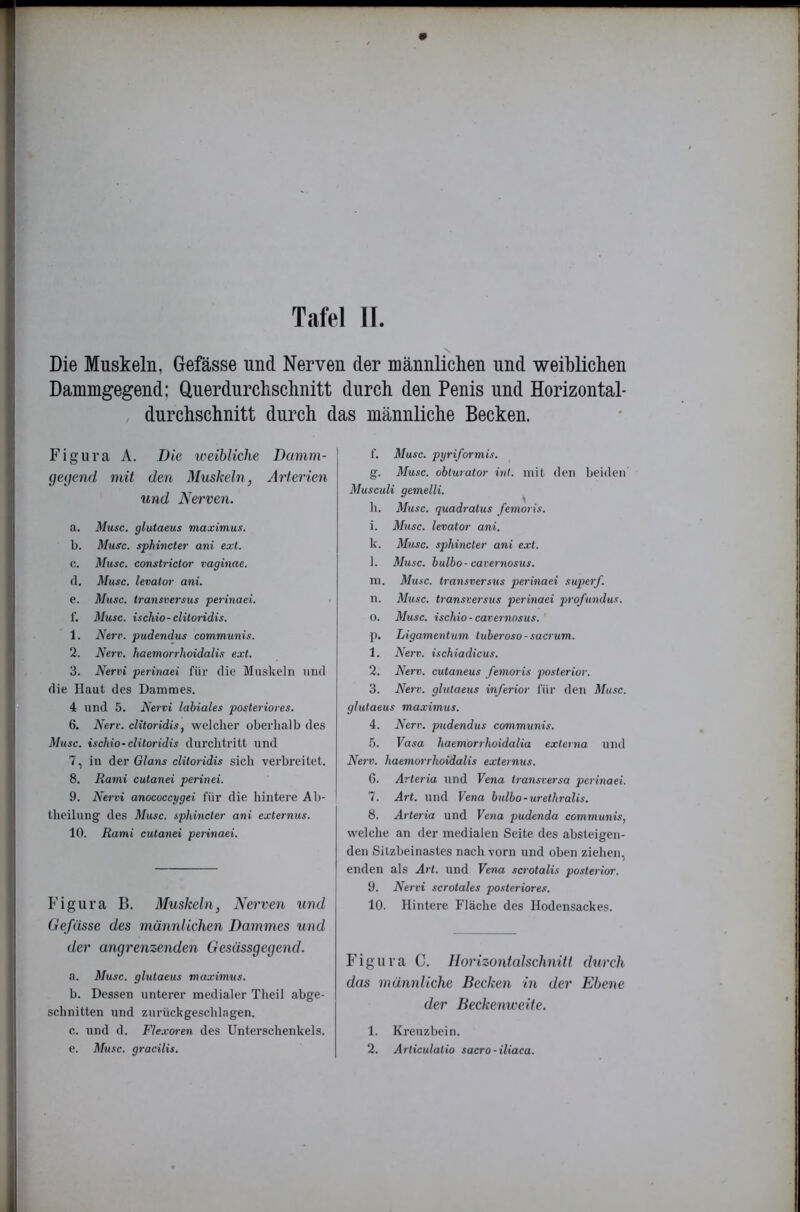 Die Muskeln, Gefässe und Nerven der männlichen und weiblichen Dammgegend; Guerdurchschnitt durch den Penis und Horizontal- durchschnitt durch das männliche Becken. Figura A. Die weibliche Davirn- geijend mit den Muskeln, Arterien und Nerven. a. Muse, glutaeus maximus. b. Muse, sphineter ani ext. c. Muse, eonstrictor vaginae. (1. Muse, levator ani. e. Muse, transversus perinaei. 1’. Muse, isehio-elitoridis. 1. Nerv, pudendus eommunis. 2. Nerv, haemorrhoidalis ext. 3. Nervi perinaei für die Muskeln und die Haut des Dammes. 4 und 5. Nervi labiales posteriores. 6. Nerv. cUtoridis, welcher oberhalb des Muse, isehio-elitoridis durchtritt und 7. in der Glans elitoridis sich verbreitet. 8. Rami cutanei perinei. 9. Nervi anoeoeeygei für die hintere Ab- theilung des Muse, sphineter ani externus. 10. Rami eutanei perinaei. Figura B. Muskeln, Nerven und (Jefässe des männlichen Dammes und der angrenzenden Gesässgegend. a. Mu.ie. glutaeus maximus. b. Dessen unterer medialer Theil abge- schnitten und zurückgeschlagen. c. und d. Flexoren des Unterschenkels, e. Muse, graeilis. f. Muse, pyriformis. g. Muse, obturator int. mit den beiden Musculi gemein. h. Muse, quadratus femoris. i. Muse, levator ani. k. Muse, sphineter ani ext. l. Muse, bulbo-eavernosus. m. Mu.se. transversus perinaei superf. n. Muse, transversus perinaei profundus. o. Muse, isehio-eavernosus. p. Ligamentum tuberoso-saerum. 1. Nerv, isehiadieus. 2. Nerv, eutaneus femoris posterior. 3. Nerv, glutaeus inferior für den Mu.se. glutaeus maximus. 4. Nerv, pudendus eommunis. ly. Vasa haemorrhoidalia externa und Nerv, haemorrhoidalis externus. 6. Arteria und Vena transversa perinaei. 7. Art. und Vena bulbo-urethralis. 8. Arteria und Vena pudenda eommunis, welche an der medialen Seite des absteigen- den Sitzbeinastes nach vorn und oben ziehen, enden als Art. und Vena serotalis posterior. 9. Nervi scrotales posteriores. 10. Hintere Fläche des Hodensackes. Figura C. Horizontalschnitt dtirch das männliche Becken in der Ebene der Beckenweite. 1. Kreuzbein. 2. Artieulatio saero-iliaca.