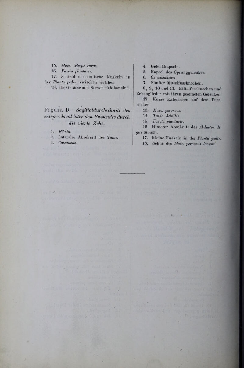 16. Fascia plantaris. 17. Schiefdnrchsclinitterie Muskeln in der Planta pedis^ zwisclien welchen 18. die Gefässe und Nerven sichtbar sind. Figura D. Sagittaldurchschnitt des enis'prechend lateralen Fassendes durch die vierte Zehe. 1. Fibula. 2. Lateraler Abschnitt des Talus. 3. Calcaneus. 5. Kapsel des Sprunggelenkes. 6. Os cuboideum. 7. Fünfter Mittelfussknochen. 8. 9, 10 und 11. Mittelfussknochen und Zehenglieder reit ihren geöffneten Gelenken. 12. Kurze Extensoren auf dem Fiiss- rücken. 13. Muse, peroneus. 14. Tendo Achillis. 15. Fascia plantaris. 16. Hinterer Abschnitt des Abduclor di- giti minimi. 17. Kleine Muskeln in der Planta pedis. 18. Sehne des Muse, peroneus lonqu.s.