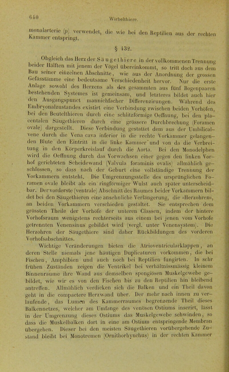 (HO Wirbollliiei'G. monalarlerie (p) verwendet, die wie bei den Reptilien aus der rechten Kammer entspringt. 1 § 432. Obgleich das Herz der Süuge thicre in der vollkommenen Trennung jeuler Hallten mit jenem der Vögel übereinkommt, so tritt doch aus dem au seinen einzelnen Abschnitte, wie aus der Anordnung der grossen Gelässtämme eine bedeutsame Verschiedenheit hervor. Nur die erste Anlage sowohl des Herzens als des gesammten aus fünf Bogenpaaren bestehenden Systemes ist gemeinsam, und letzteres bildet auch hier den Ausgangspunct mannichfacher Differenzirungen. Wahrend des Funbryonalzustandes existirt eine Verbindung zwischen beiden .Vorhöfen, bei den Beutellhieren durch eine schlitzförmige Oellnung, bei den pla— Genialen Säugelhieren durch eine grössere Durchbrechung (Foramcn ovale) dargestellt. Diese Verbindung gestattet dem aus der Umbilical- vene durch die Vena cava inferior in die rechte Vorkammer gelangen- den Blute den Eintritt in die linke Kammer  und von da die Verbrei- tung in den Körperkreislauf durch die Aorta. Bei den Monodelphen wird die OefFnung durch das Vorwachsen einer gegen den linken Vor- hol gerichteten Scheidewand (Valvula foraminis ovalis) allmählich ge- schlossen, so dass nach der Geburt eine vollständige Trennung der Vorkammern entsteht. Die Umgrenzungsstelle des ursprünglichen Fo- rainen ovale bleibt als ein ringförmiger Wulst auch später unterscheid- bar. Der vorderste (ventrale) Abschnitt des Raumes beider Vorkammern bil- det bei den Säugethieren eine ansehnliche Verlängerung, die »Herzohren«, an beiden Vorkammern verschieden gestaltet. Sie entsprechen dem grössten Theiie der Vorhöfe der unteren Classcn, indem der hintere Vorhofsraum wenigstens rechterseits aus einem bei jenen vom Vorhofe getrennten Venensinus gebildet wird (vergj. unter Venensystem). Die Herzohren der Säugethiere sind daher Rückbildungen des vorderen Vorhofsabschnittes. Wichtige Veränderungen bieten die Atrioventricularklappen, an deren Stelle niemals jene häutigen Duplicaluren Vorkommen, die bei Fischen, Amphibien und auch noch bei Reptilien fungirten. In sehr frühen Zuständen zeigen die Ventrikel bei verhältnissmüssig kleinem Binnenraume ihre Wand aus demselben spongiösen Muskelgewebe ge- bildet, wie wir es von den Fischen bis zu den Reptilien hin bleibend antreffen. Allmählich verdicken sich die Balken und ein Theil davon geht in die compactere Herzwand über. Der mehr nach innen zu ver- laufende, das Lumen des Kammerraumes begrenzende Theil dieses Balkennetzes, welcher am Umfange des venösen Ostiums inserirt, lässt in der Umgrenzung dieses Ostiums das Muskelgewebe schwinden, so dass die Muskelbalken dort in eine am Ostium entspringende Membran übergehen. Dieser bei den meisten Säugethieren vorübergehende Zu- stand bleibt bei Monolremen (Ornilhorhynchus) in der rechten Kammer