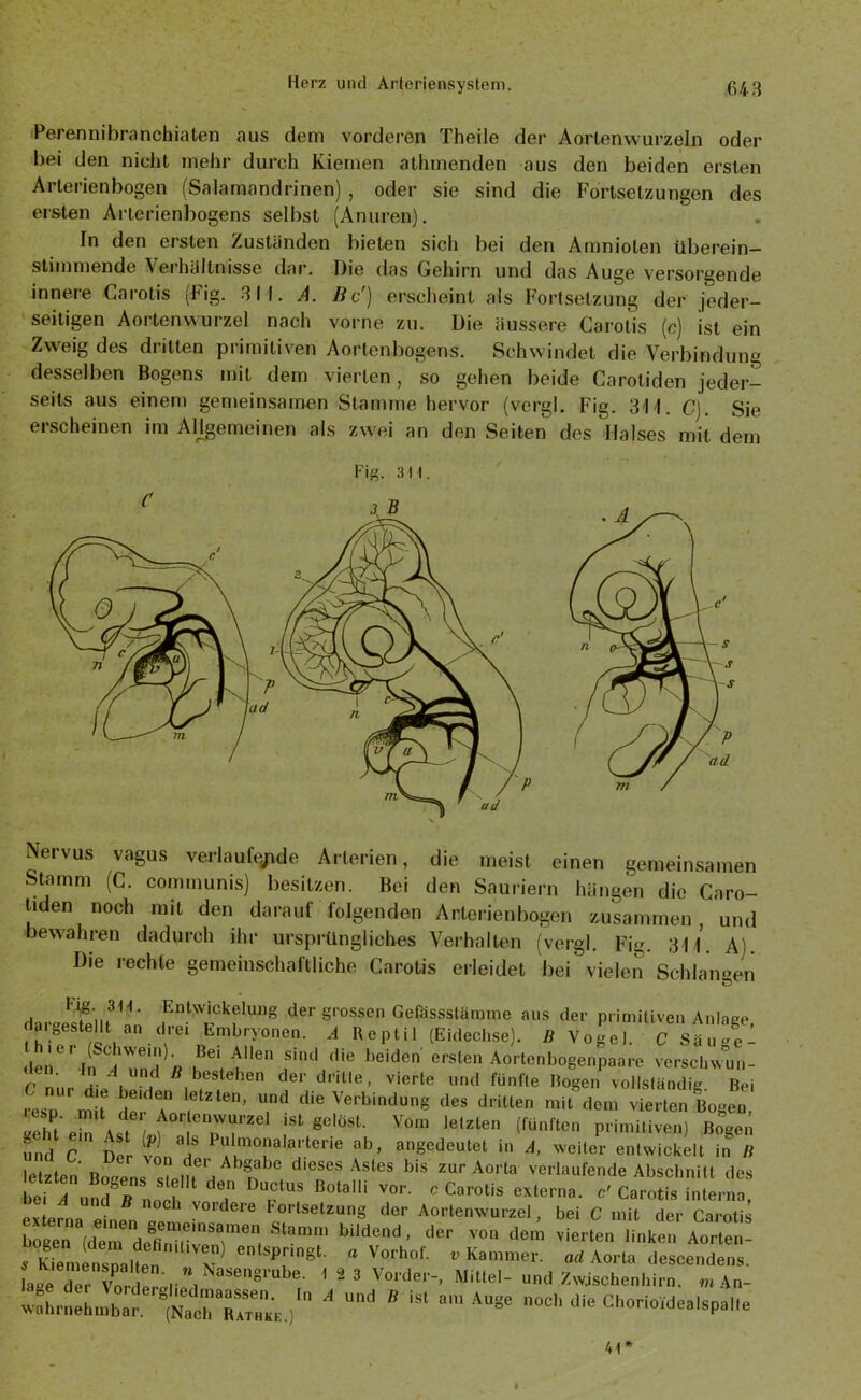 Perennibranchiaten aus dem vorderen Theile der Aorlenwurzeln oder bei den nicht mehr durch Kiemen athmenden aus den beiden ersten Arlerienbogen (Salamandrinen), oder sie sind die Fortsetzungen des ersten Arterienbogens selbst (Anuren). In den ersten Zuständen bieten sich bei den Amniolen überein- stimmende Verhältnisse dar. Die das Gehirn und das Auge versorgende innere Carotis (Fig. 311. A. Bc') erscheint als Fortsetzung der jeder- seitigen Aortenwurzel nach vorne zu. Die äussere Carotis (c) ist ein Zweig des dritten primitiven Aortenbogens. Schwindet die Verbindung desselben Bogens mit dem vierten, so gehen beide Carotiden jeder- seits aus einem gemeinsamen Stamme hervor (vergl. Fig. 311. C). Sie erscheinen im Allgemeinen als zwei an den Seiten des Maises mit dem Fig. 311. Nervus vagus verlaufende Arterien, die meist einen gemeinsamen Stamm (C. communis) besitzen. Bei den Sauriern hängen die Caro- tiden noch mit den darauf folgenden Arterienbogen zusammen und bewahren dadurch ihr ursprüngliches Verhalten (vergl. Fig. 311. A). Die rechte gemeinschaftliche Carotis erleidet bei' vielen Schlaneen i F¥„l3H‘ Entwickelu»g der grossen Gefässstämtne aus der primitiven Anlage f V.“ Embryonen. A Re ptil (Eidechse), ß Vogel. CSäugel Im lö ÖTnd » ,Bei( Al'e,, sind die beiden ersten Aortenbogenpaare versohwun- C nur die b»H * besU>1«1' der drille, vierte und fünfie Bogen vollständig. Bei resn mit de T i ’ T* ‘*le Verbtod»g ,les drillen rait dem vierten Bogen, hl*. f '7! ist gelost. Vom leisten (fünften primitiven) Bogen und C Der »«„*? ob, angedeutel in A, weiter entwickelt in II letzten Bocens , Ab8'll,c dieses Astes bis zur Aorta verlaufende Abschnitt des bei B und * nnrh Bota,li w- « <*>«» extern». C Cerotis interne, „ und * och vordere l ortsetzung der Aortenwurzel, bei C mit der Carotis böge (dem lSuve!1?’eVSl”mm Wlde“d’ dw d™ vierten linken Aorten- s Kiemensnaltn 'T81' “ Vorho[' *««A«rte deseendens. .« rSÖl' i!“®*' ' 23 Vorder-, Mittel- und Zwischen*™. „lAn- W?hr Jb.? g(Sr2. )' X Und * iS1 ”“ AUSe boe'1 die Chorioidealspalle 41*