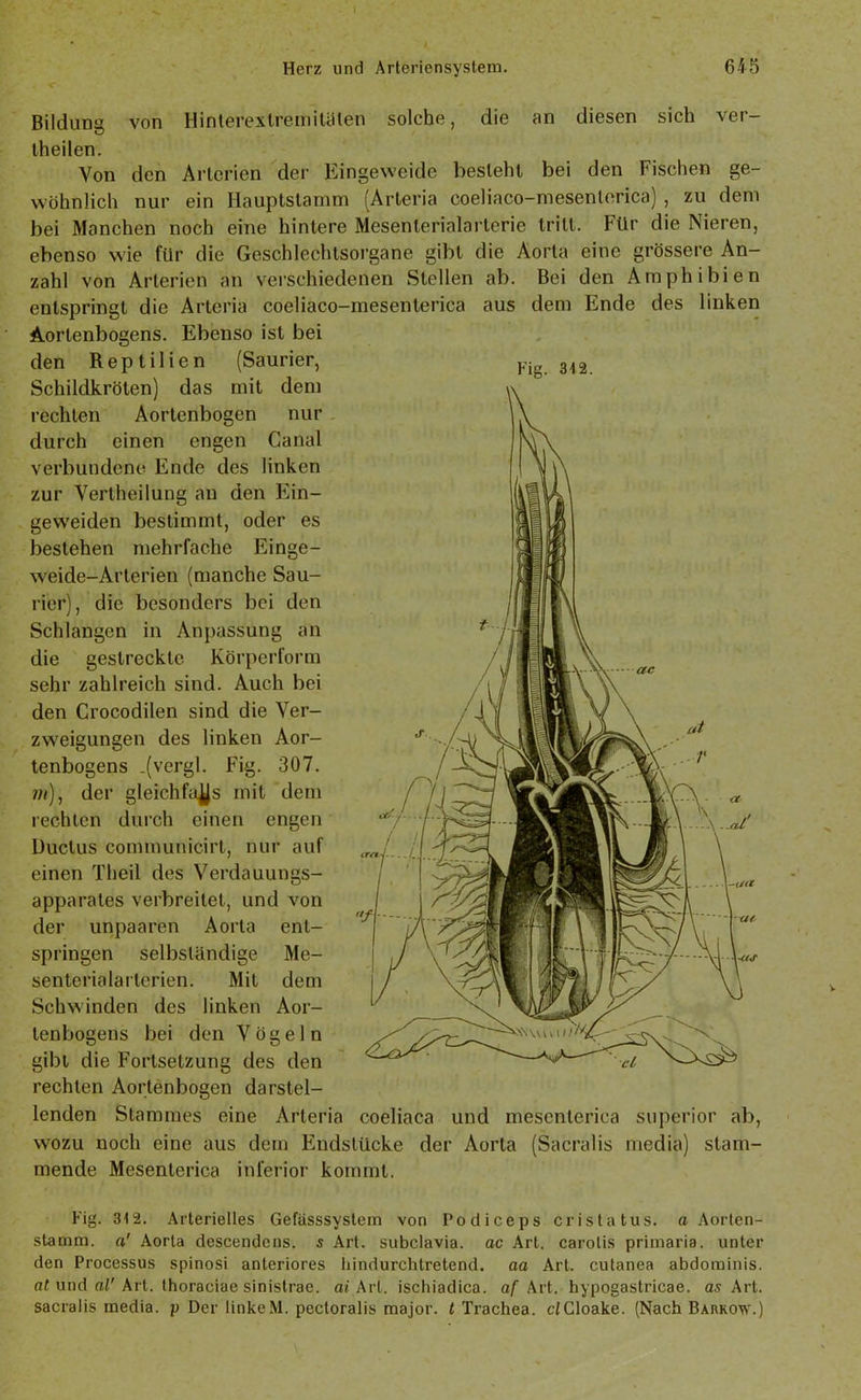 Herz und Arteriensystem. 645 Bildung von Hinterexlremitälen solche, die an diesen sich ver- iheilen. Von den Arterien der Eingeweide besieht bei den Fischen ge- wöhnlich nur ein Hauptstamm (Arteria coeliaco-mesenlerica) , zu dem bei Manchen noch eine hintere Mesenlerialarterie tritt. Für die Nieren, ebenso wie für die Geschlechtsorgane gibt die Aorta eine grössere An- zahl von Arterien an verschiedenen Stellen ab. Bei den Amphibien entspringt die Arteria coeliaco-mesenterica aus dem Ende des linken Fig. 312. Aortenbogens. Ebenso ist bei den Reptilien (Saurier, Schildkröten) das mit dem rechten Aortenbogen nur durch einen engen Canal verbundene Ende des linken zur Vertheilung au den Ein- geweiden bestimmt, oder es bestehen mehrfache Einge- weide-Arterien (manche Sau- rier), die besonders bei den Schlangen in Anpassung an die gestreckte Körperform sehr zahlreich sind. Auch bei den Crocodilen sind die Ver- zweigungen des linken Aor- tenbogens .(vergl. Fig. 307. m), der gleichfalls mit dem rechten durch einen engen Ductus communicirt, nur auf einen Theil des Verdauungs- apparates verbreitet, und von der unpaaren Aorta ent- springen selbständige Me- senterialarterien. Mit dem Schwinden des linken Aor- tenbogens bei den Vögeln gibt die Fortsetzung des den rechten Aortenbogen darstel- lenden Stammes eine Arteria coeliaca und mesenterica superior ab, wozu noch eine aus dem Endstücke der Aorta (Sacralis media) stam- mende Mesenterica inferior kommt. Fig. 312. Arterielles Gefässsystem von Podiceps crista tus. a Aorten- stamm. «' Aorta descendens. s Art. subclavia, ac Art. carotis primaria, unter den Processus spinosi anteriores hindurehlretend. aa Art. cutanea abdominis. af und al' Art. thoraciae sinistrae. ai Art. ischiadica. af Art. hypogastricae. as Art. sacralis media. p Der linkeM. pectoralis major. t Trachea. dCloake. (Nach Barkow.) V