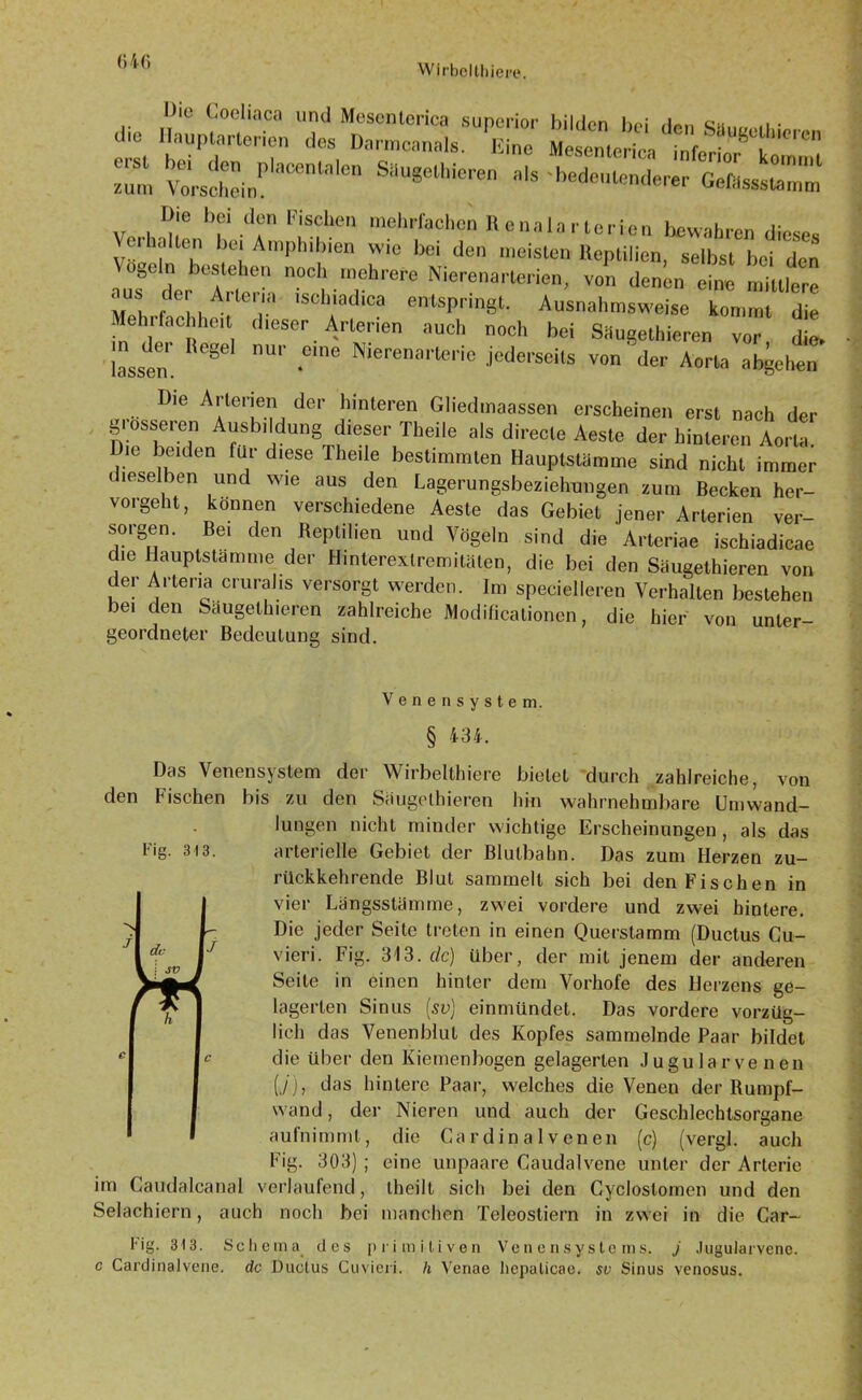 l>io Coeliaca und Mesenlcrica sunerior bilden hei c« i • dio llaupUirteHcn „e5 D.™c.™ü.. zum Vo'rScheinP Centa'e SaUS°lllicren «* '^deutenderer Gefössstamm Die bei den Fischen mehrfachen Reu^larterien hcwahren diesem ci wllen bei Amphibien wie bei den meisten Reptilien, selbst bei den nuTder lr Nierenarlerien> von ^nen eine mittlere mI rm A , h‘adlCa entsPrin8t* Ausnahmsweise kommt die Mehrfachhe.t dieser Arterien auch noch bei Säugelhieren vor die» lassen. ^ .e‘ne Nlerenarterie .l'ederseits von der Aorta abgehen Die Arterien der hinteren Gliedmaassen erscheinen erst nach der grosseren Ausbildung dieser Theile als direcle Aeste der hinteren Aorta Die beiden für diese Theile bestimmten Hauptstämme sind nicht immer dieselben und wie aus den Lagerungsbeziehungen zum Becken her- vorgeht, können verschiedene Aeste das Gebiet jener Arterien ver- sorgen. Bei den Reptilien und Vögeln sind die Arteriae ischiadicae die Hauptstamme der Hinterextremitäten, die bei den Säugelhieren von der Artena crurahs versorgt werden. Im specielleren Verhalten bestehen bei den Säugelhieren zahlreiche Modificalionen, die hier von unter- geordneter Bedeutung sind. Fig. 313. Venen System. § 434. Das Venensystem der Wirbelthiere bietet durch zahlreiche, von den fischen bis zu den Säugelhieren hin wahrnehmbare Umwand- lungen nicht minder wichtige Erscheinungen , als das arterielle Gebiet der Blutbahn. Das zum Herzen zu- rückkehrende Blut sammelt sich bei den Fischen in vier Längsstämme, zwei vordere und zwei hintere. Die jeder Seite treten in einen Querstamm (Ductus Cu- vieri. Fig. 313. de) über, der mit jenem der anderen Seite in einen hinter dem Vorhofe des Herzens ge- lagerten Sinus (sv) einmündet. Das vordere vorzüg- lich das Venenblut des Kopfes sammelnde Paar bildet die über den Kiemenbogen gelagerten Jugularvenen (./), das hintere Paar, welches die Venen der Rumpf- wand , der Nieren und auch der Geschlechtsorgane aufnimmt, die Cardinal venen (c) (vergl. auch Fig. 303) ; eine unpaare Caudalvene unter der Arterie im Caudalcanal verlaufend, theilt sich bei den Cycloslomen und den Selachiern, auch noch bei manchen Teleostiern in zwei in die Car- Fig. 313. Schema des primitiven Venensystems, j .lugularvene. c Cardinalvene. de Ductus Cuvien. h Venae hcpalicae. sv Sinus venosus.